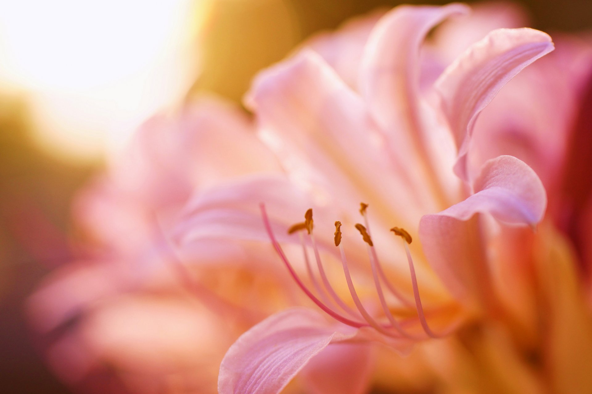 giglio rosa petali stami sfocatura