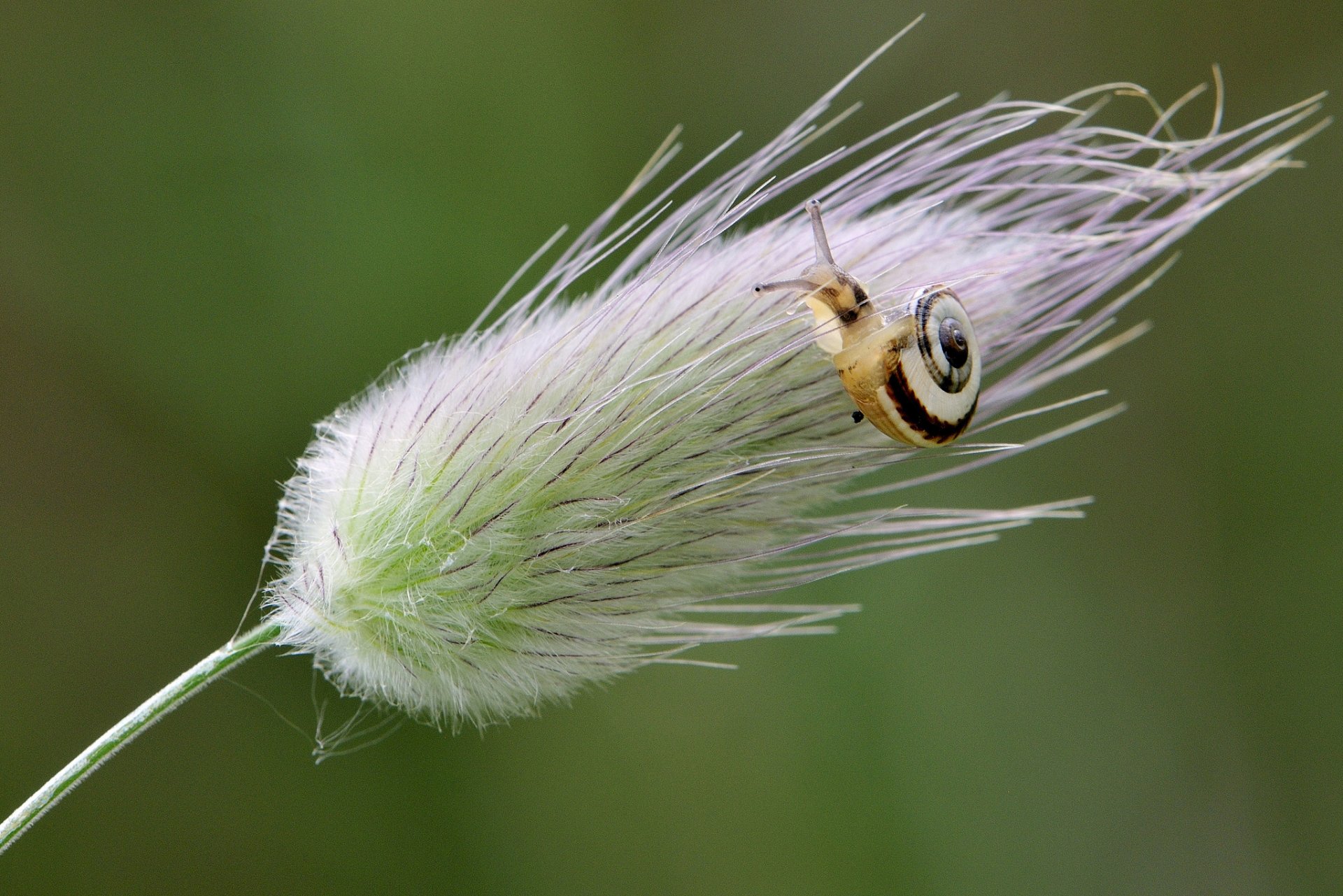 lumaca macro filo d erba