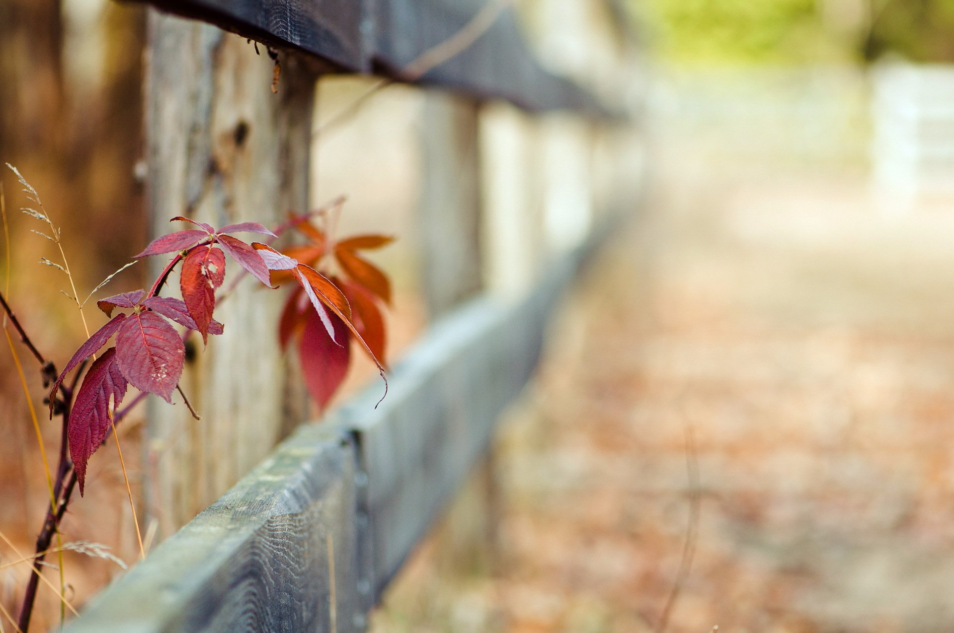 fence leaves close up