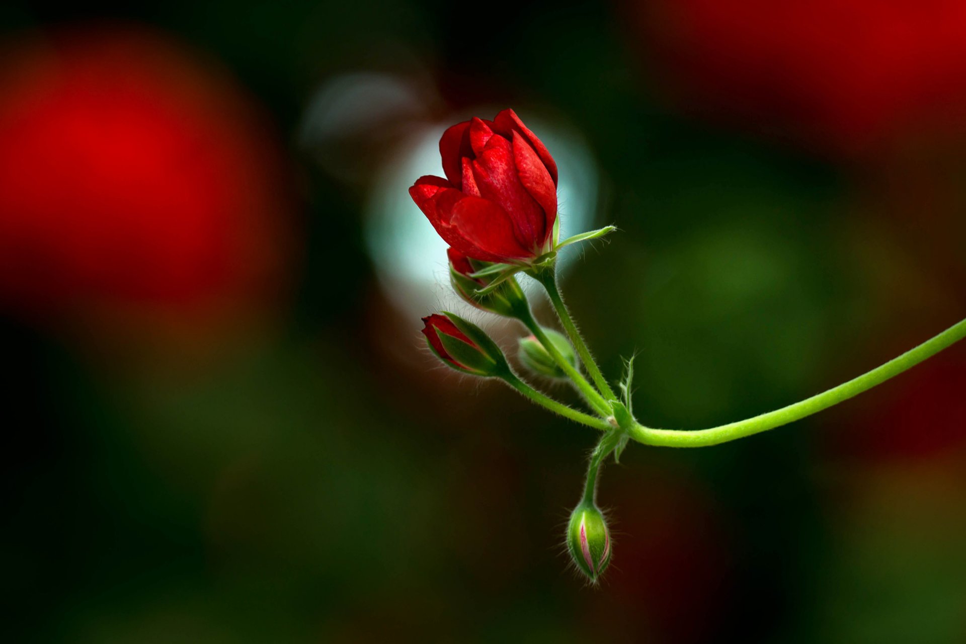 flor ramita geranio rojo brotes