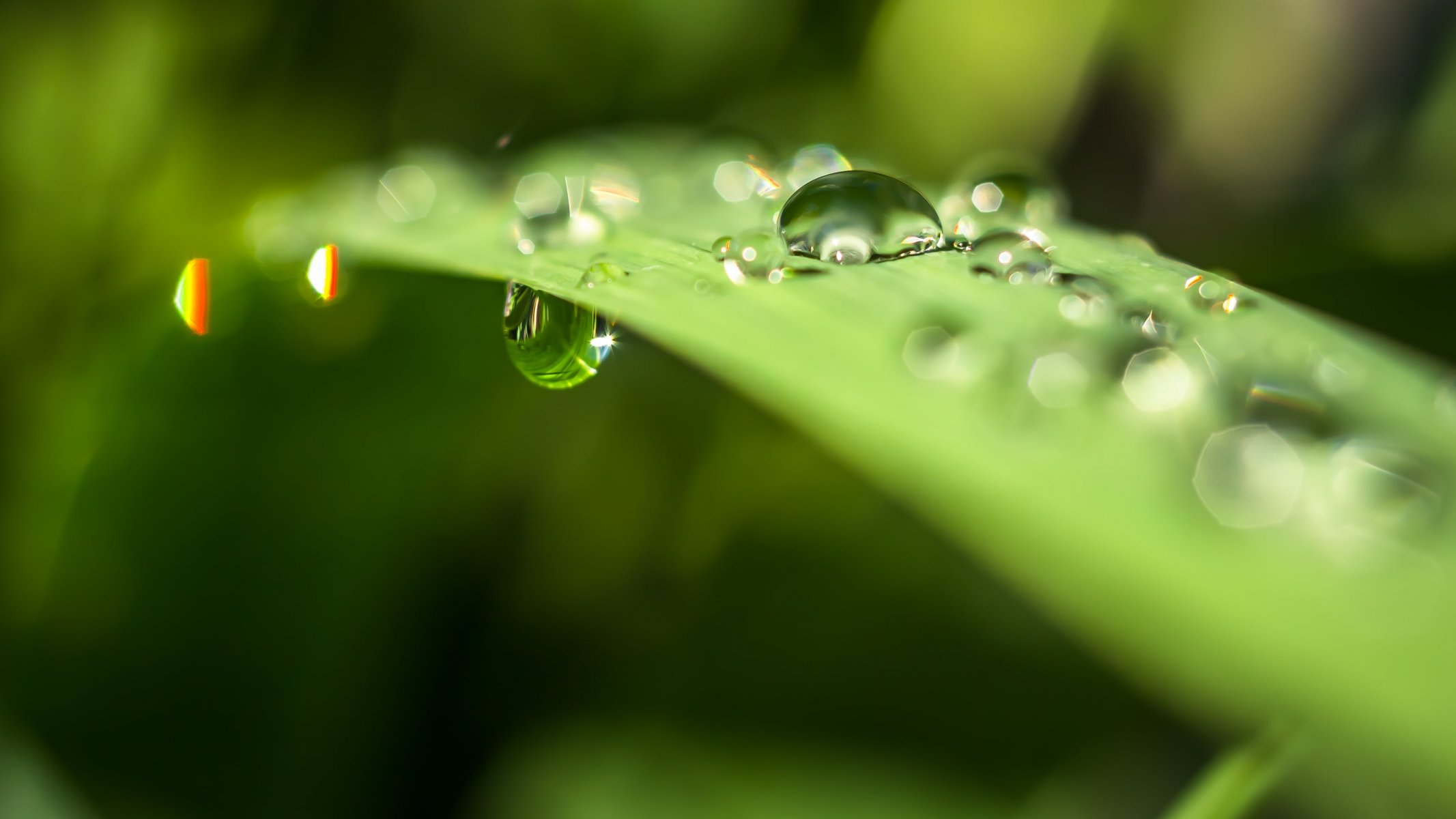 macro foglia gocce acqua abbagliamento