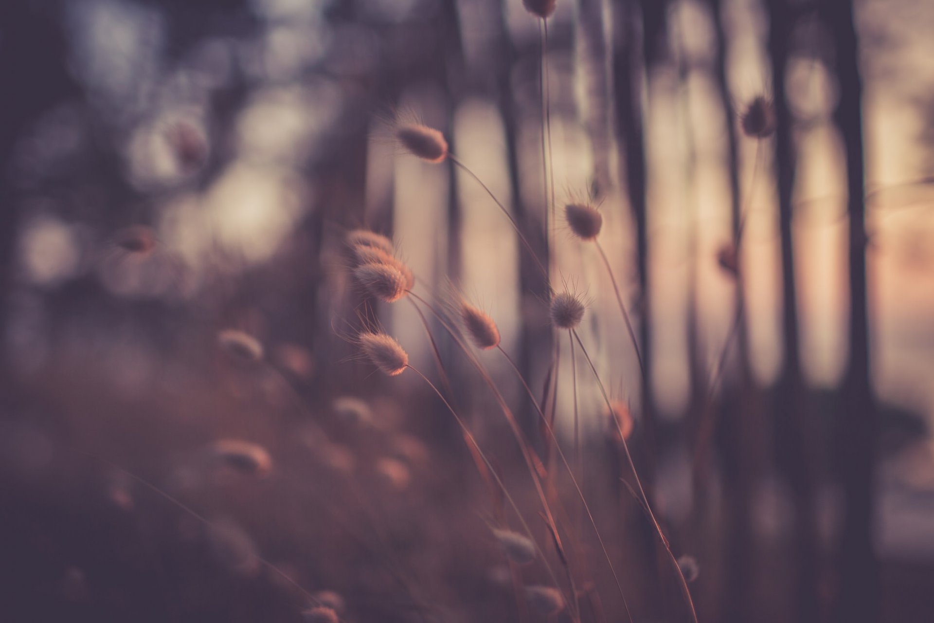 close up grass night bokeh