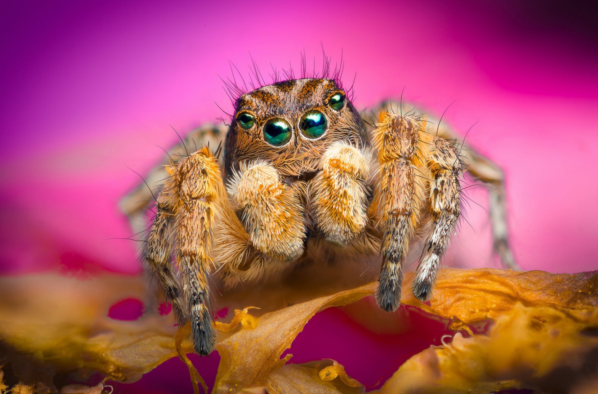 flor pétalos araña jumper fondo