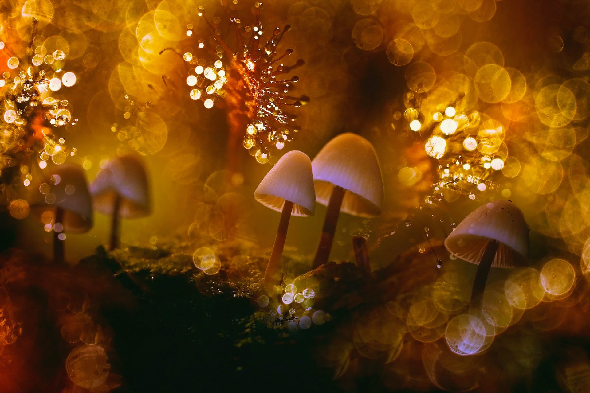 gros plan monde champignons mousse lichens lumière chaleur rosée éblouissement bokeh