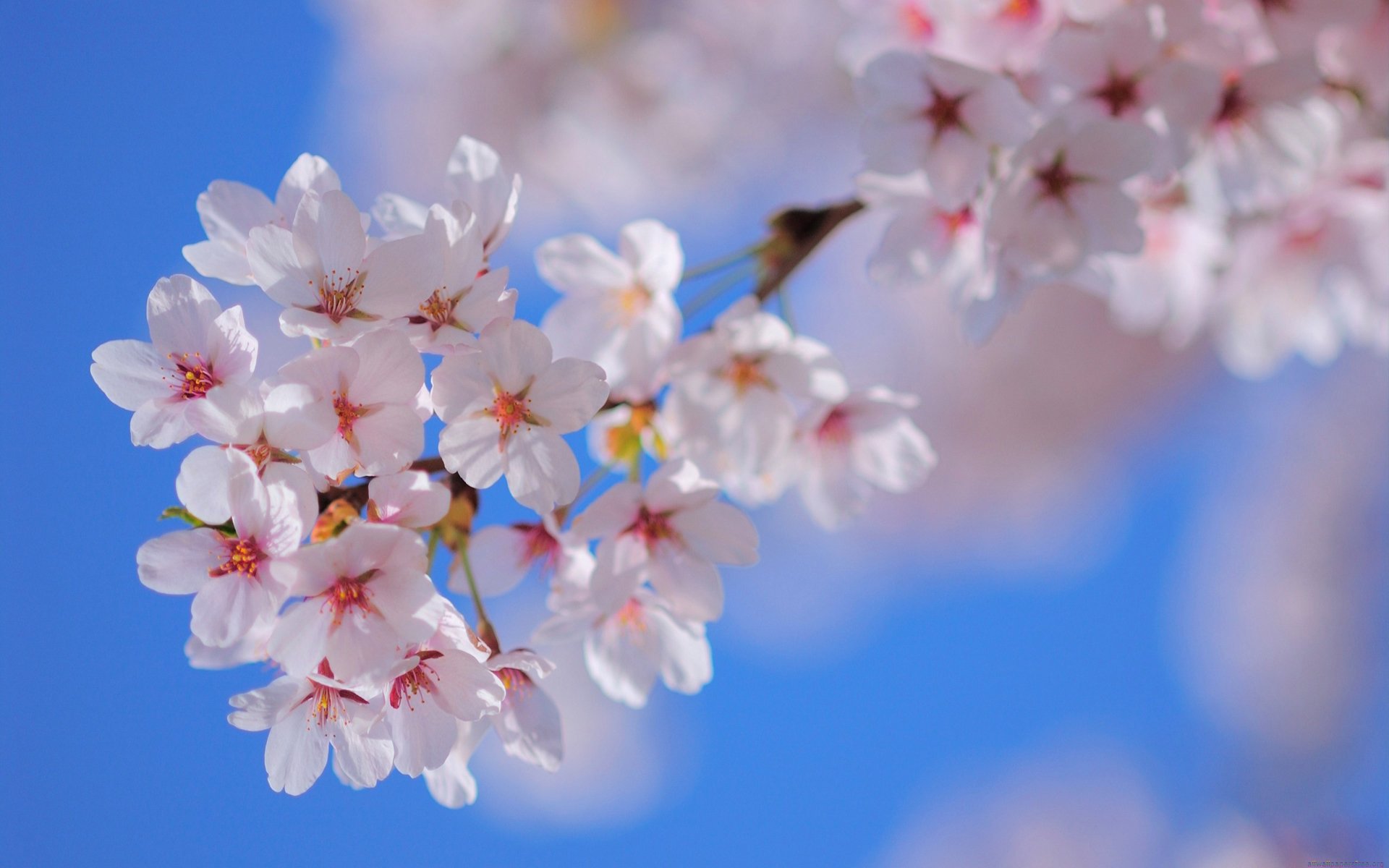 ciel nature arbre branche fleurs pétales printemps