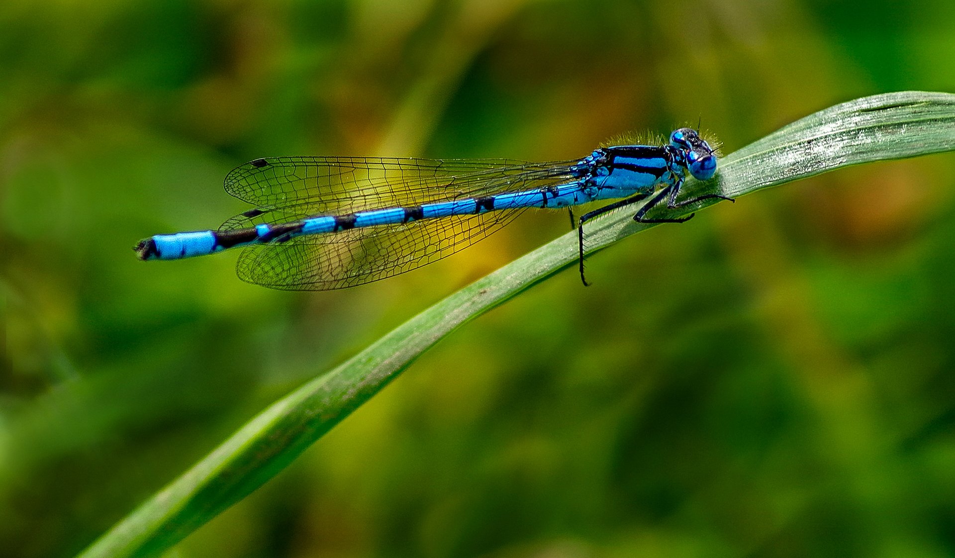 libellule insecte feuille herbe nature