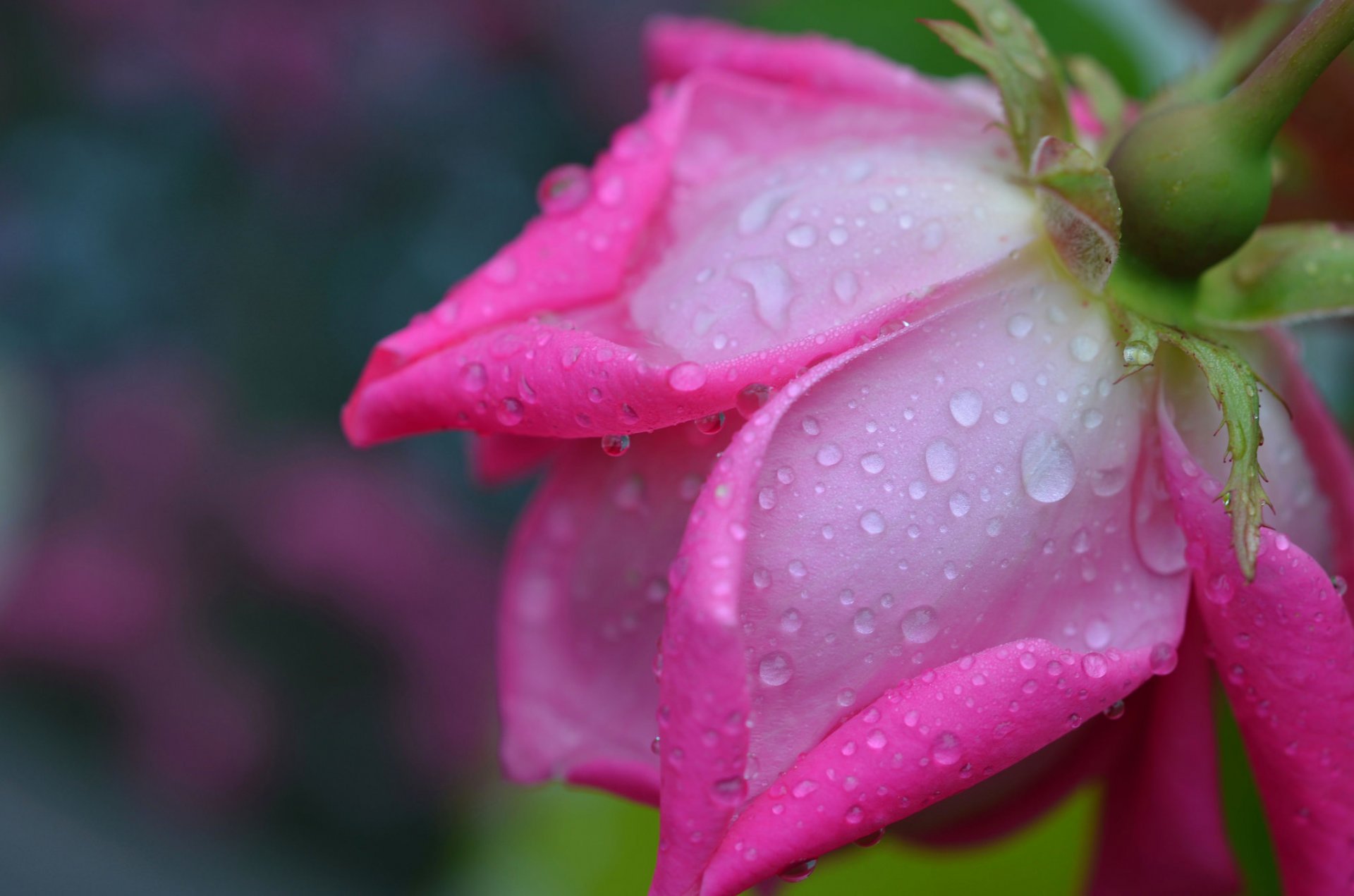 fleur rose pétales gouttes rosée eau