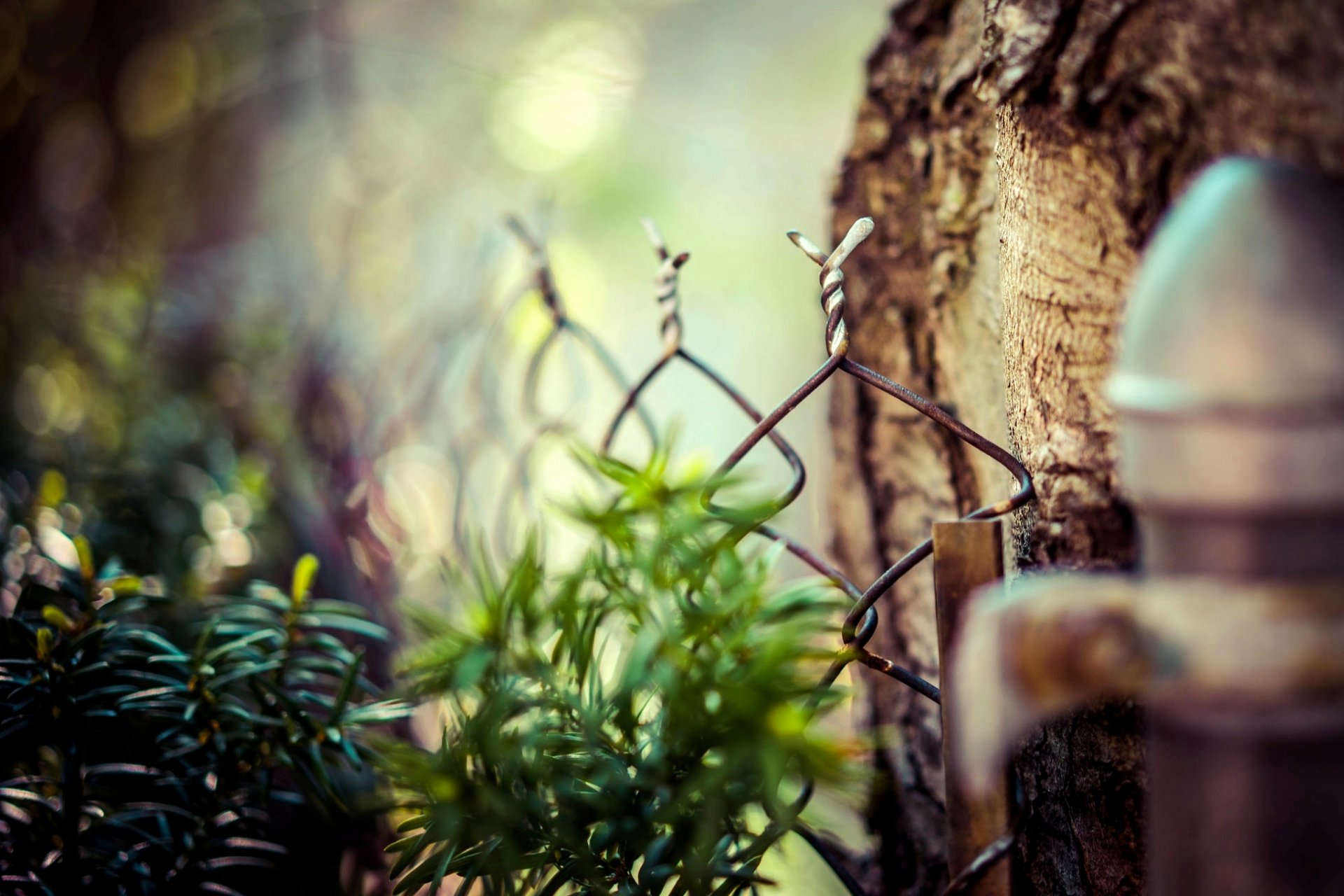 malla cerca cerca árbol hojas macro naturaleza desenfoque bokeh