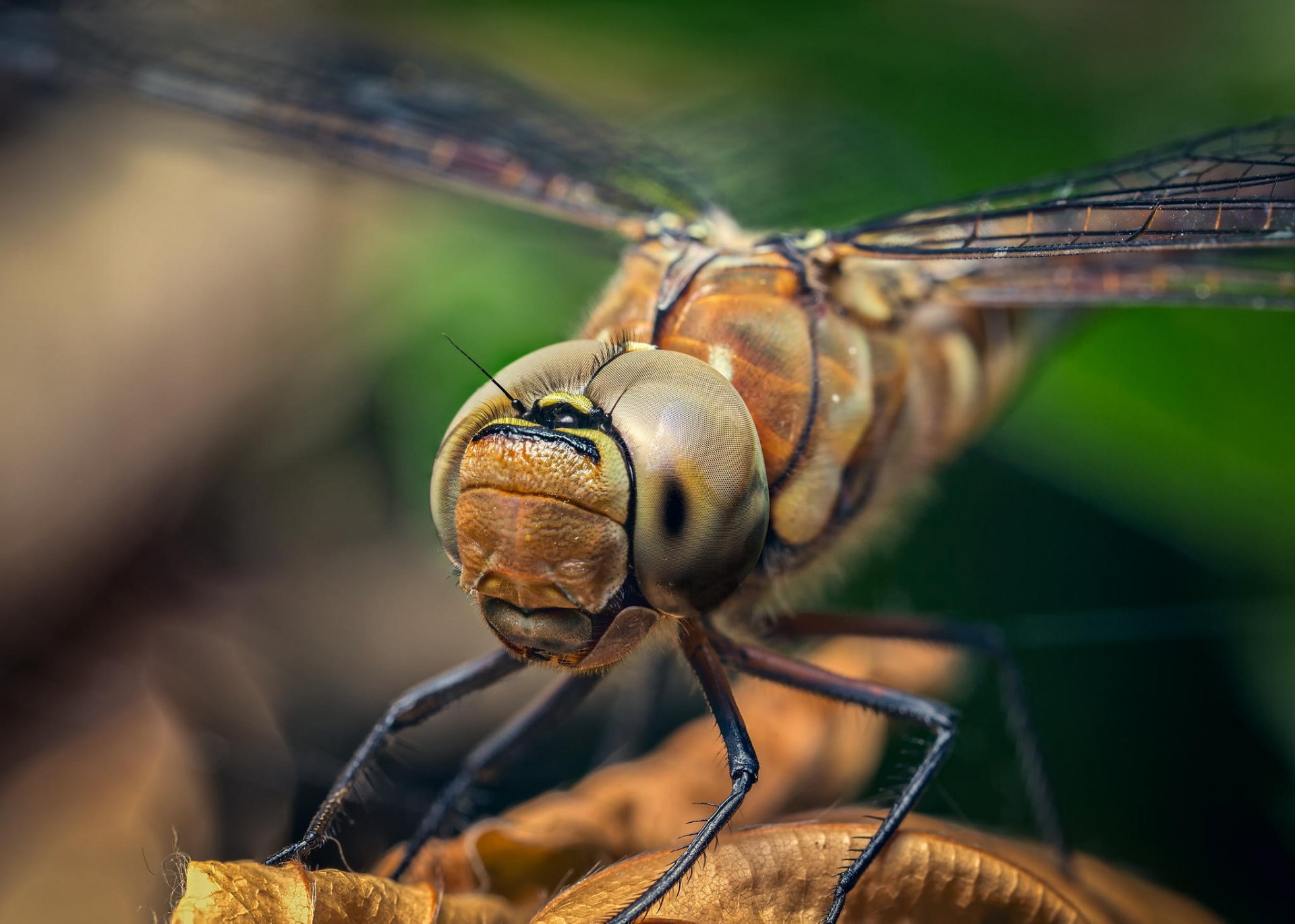 libélula insecto alas cabeza ojos patas