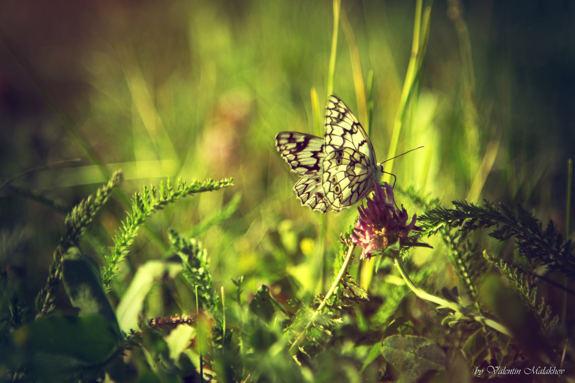 motyl klver zieleń lato tapety obrazki