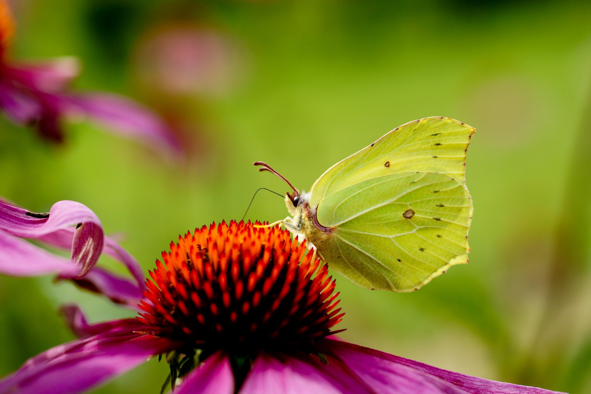 flower pink echinacea butterfly background