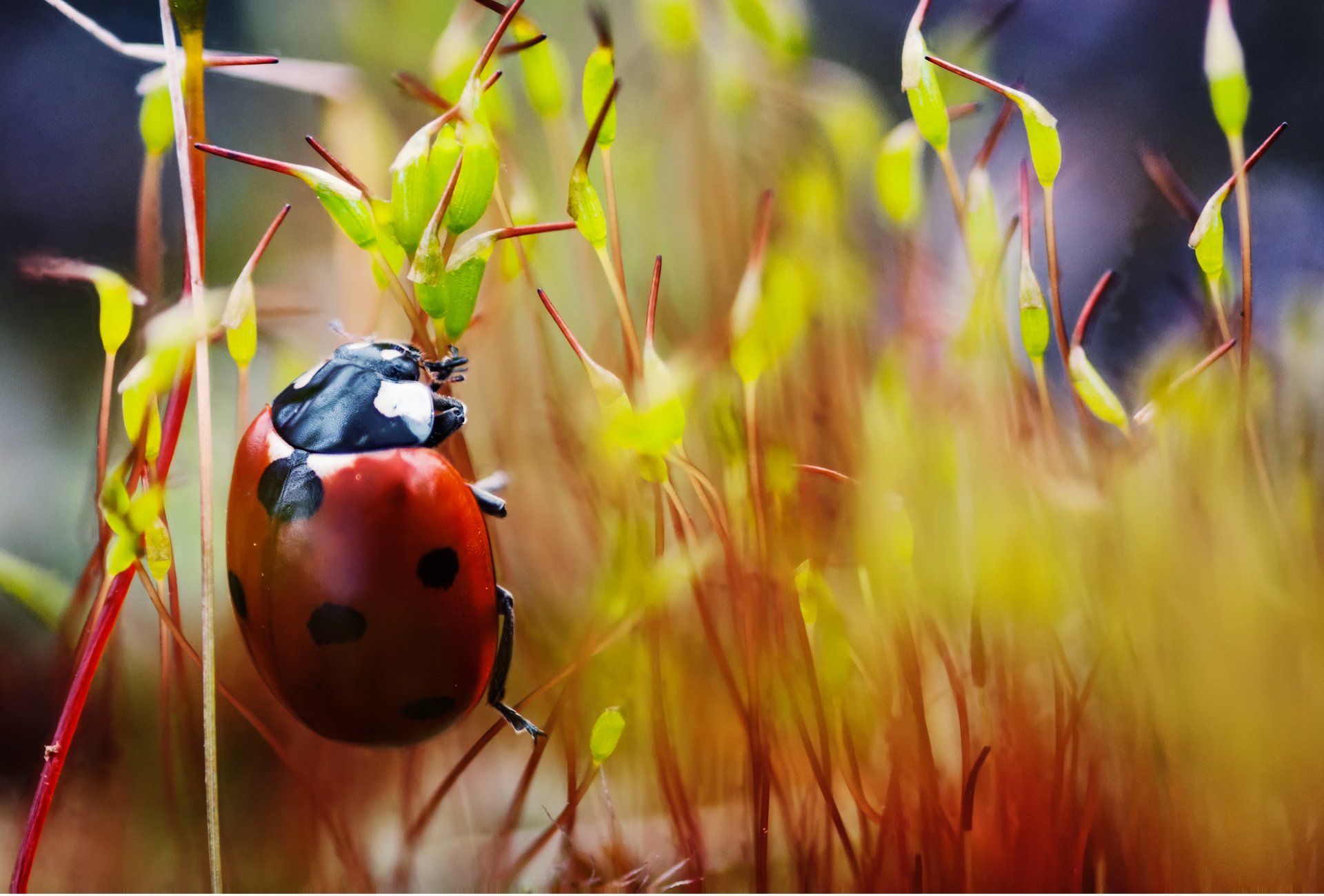 coccinella piante striscia maculato