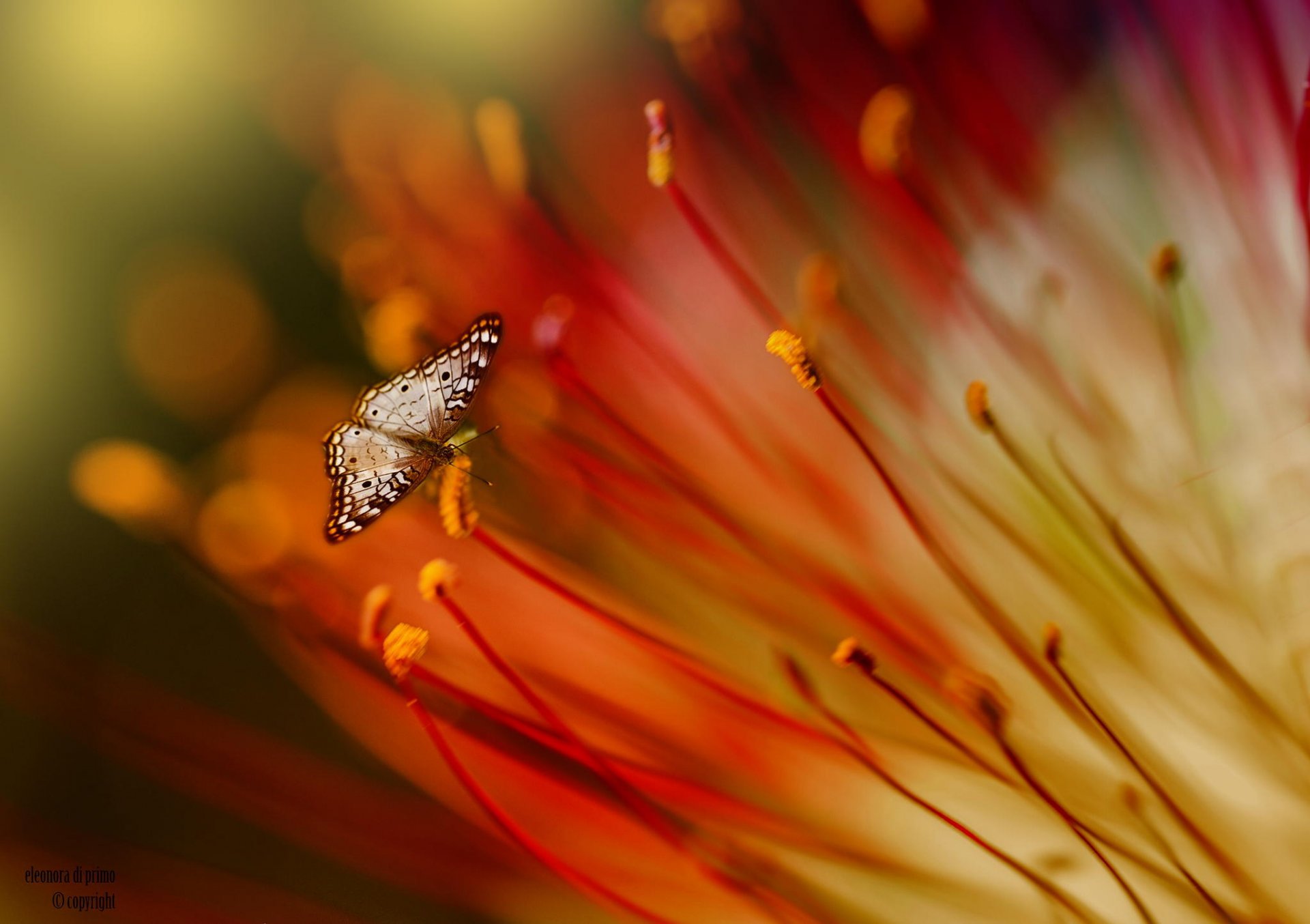 butterfly close up flower