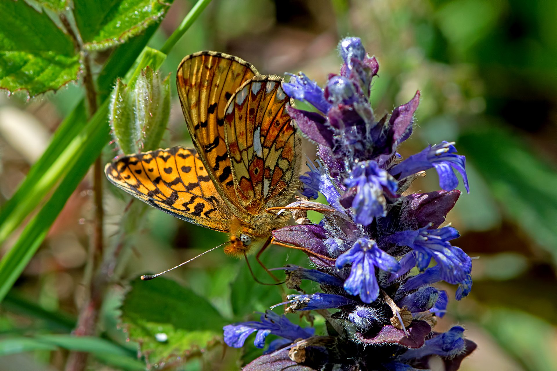 euphrosine nacrée papillon fleur gros plan