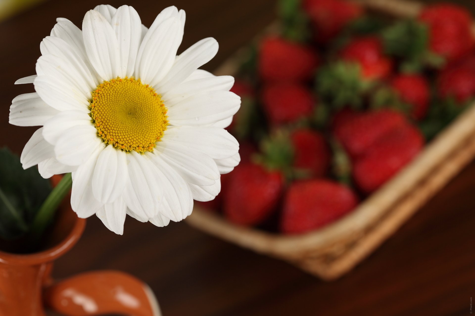 macro fragola fiori margherita