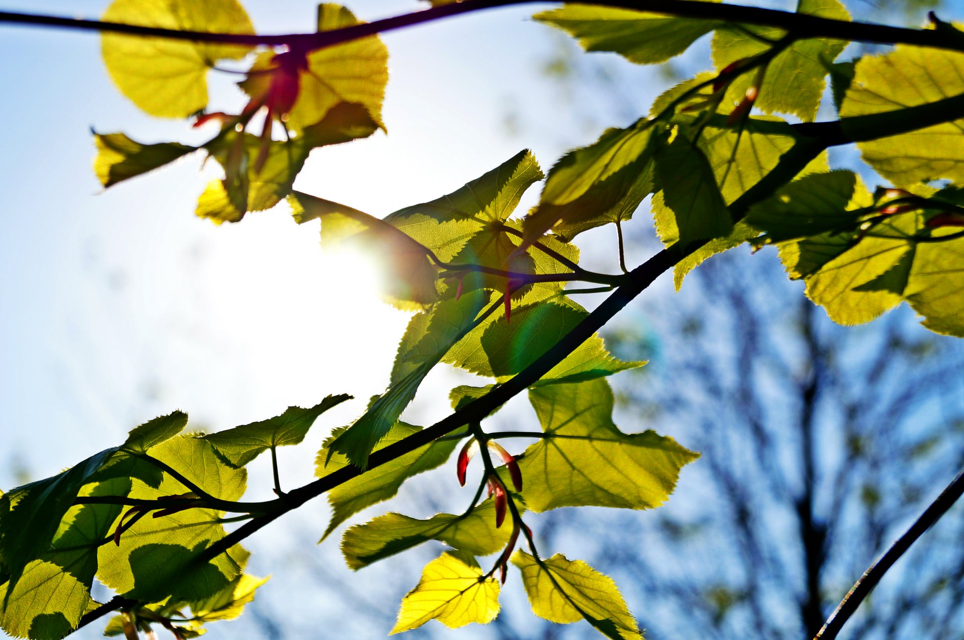 heet tree sun sky green blue close up light