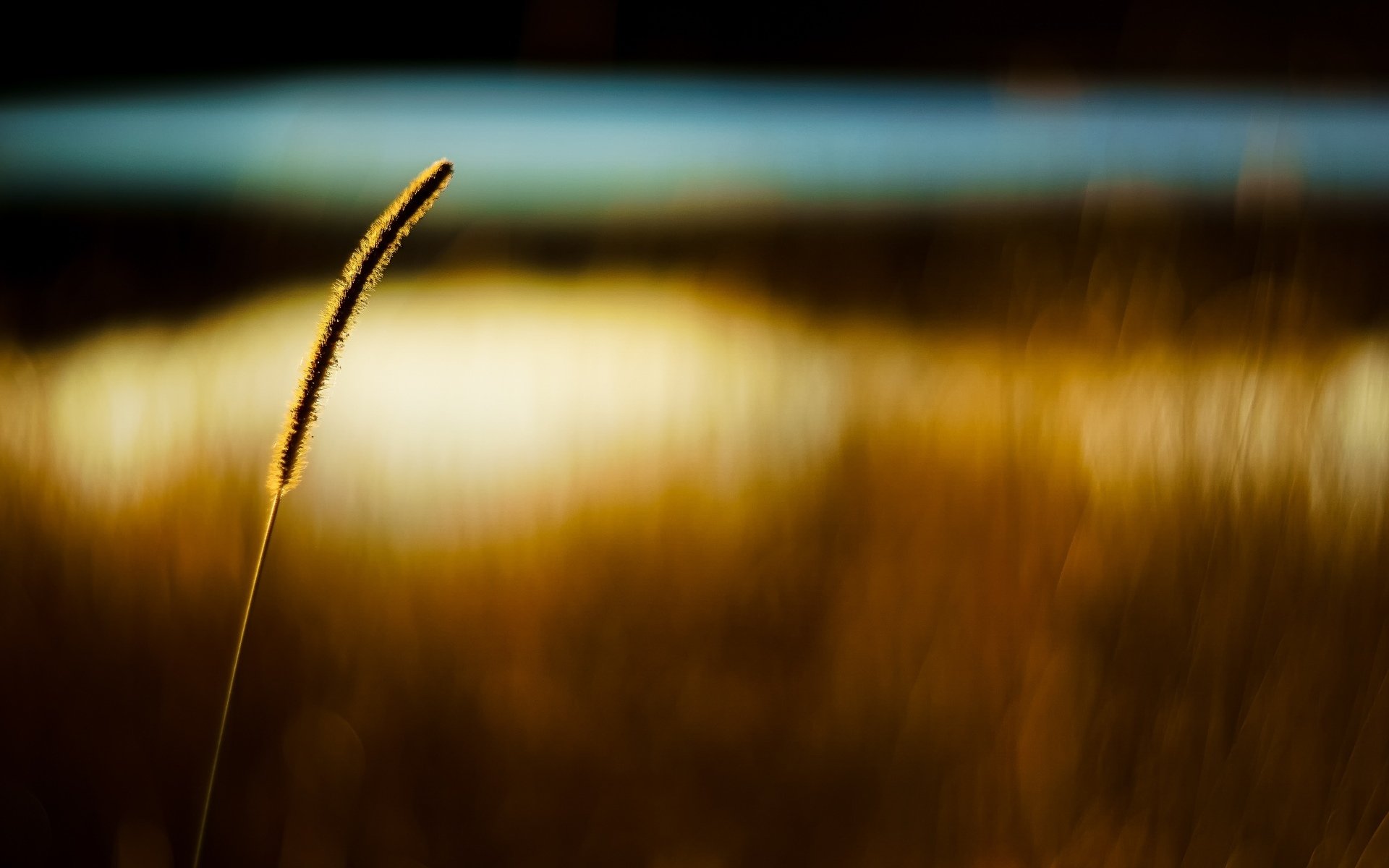 makro ährchen ährchen ohren feld weizen roggen unschärfe bokeh makro hintergrund tapete widescreen vollbild widescreen