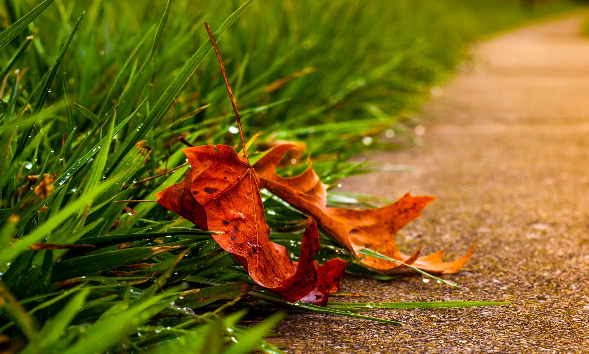 macro leaf leaf leaves drop water dew macro rain leave drops nature autumn