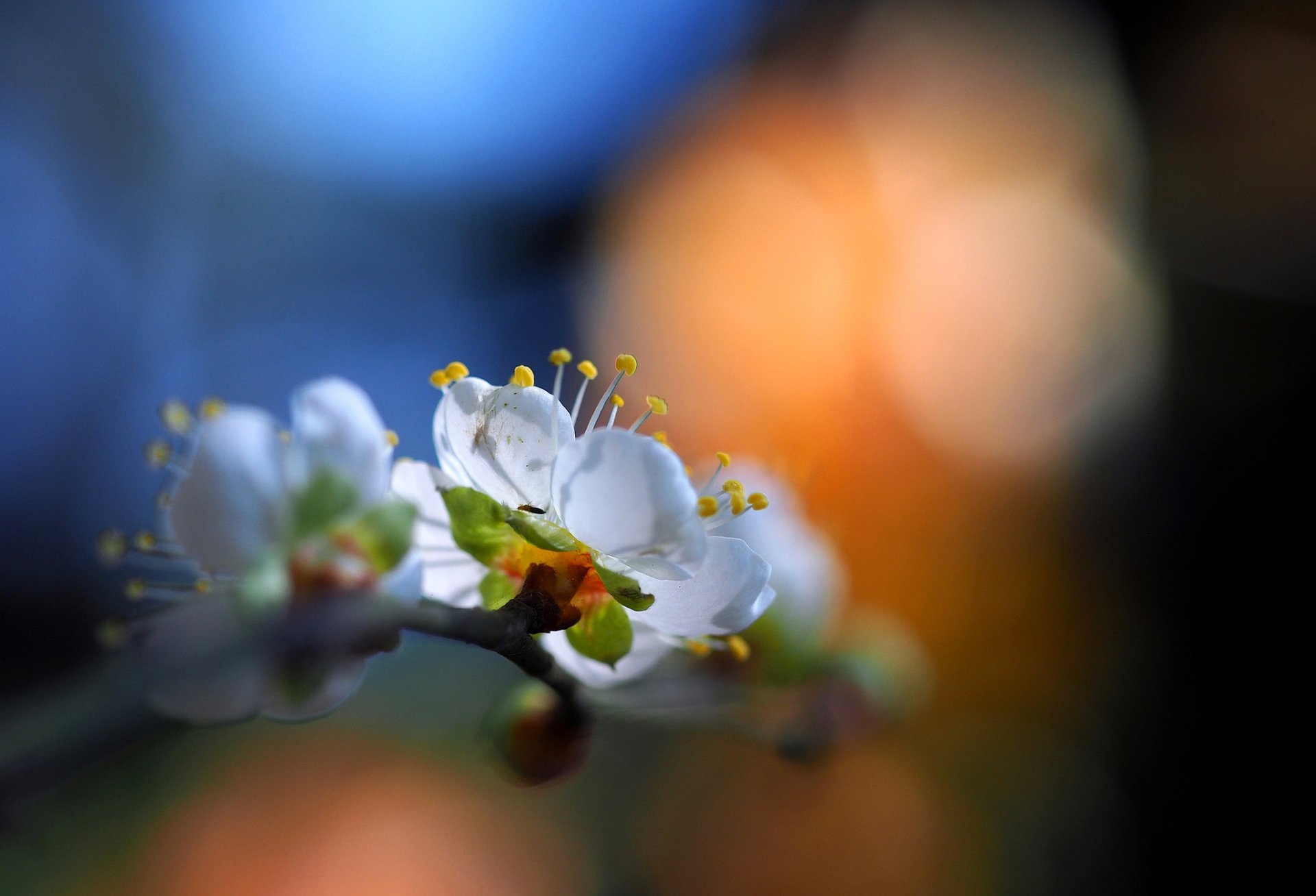 jardín rama flores pétalos resplandor primavera