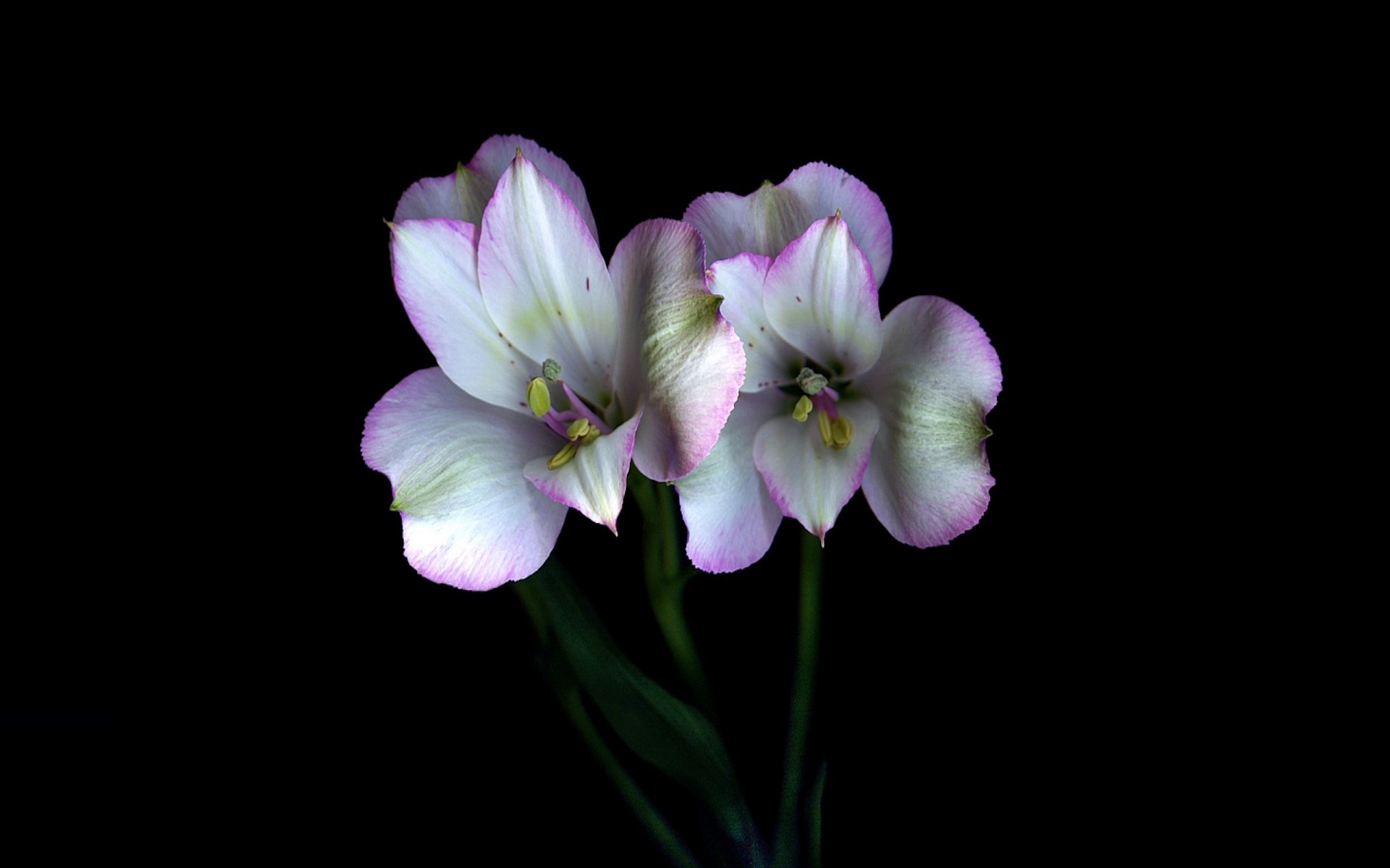 flower the stem petals the pair light shadow