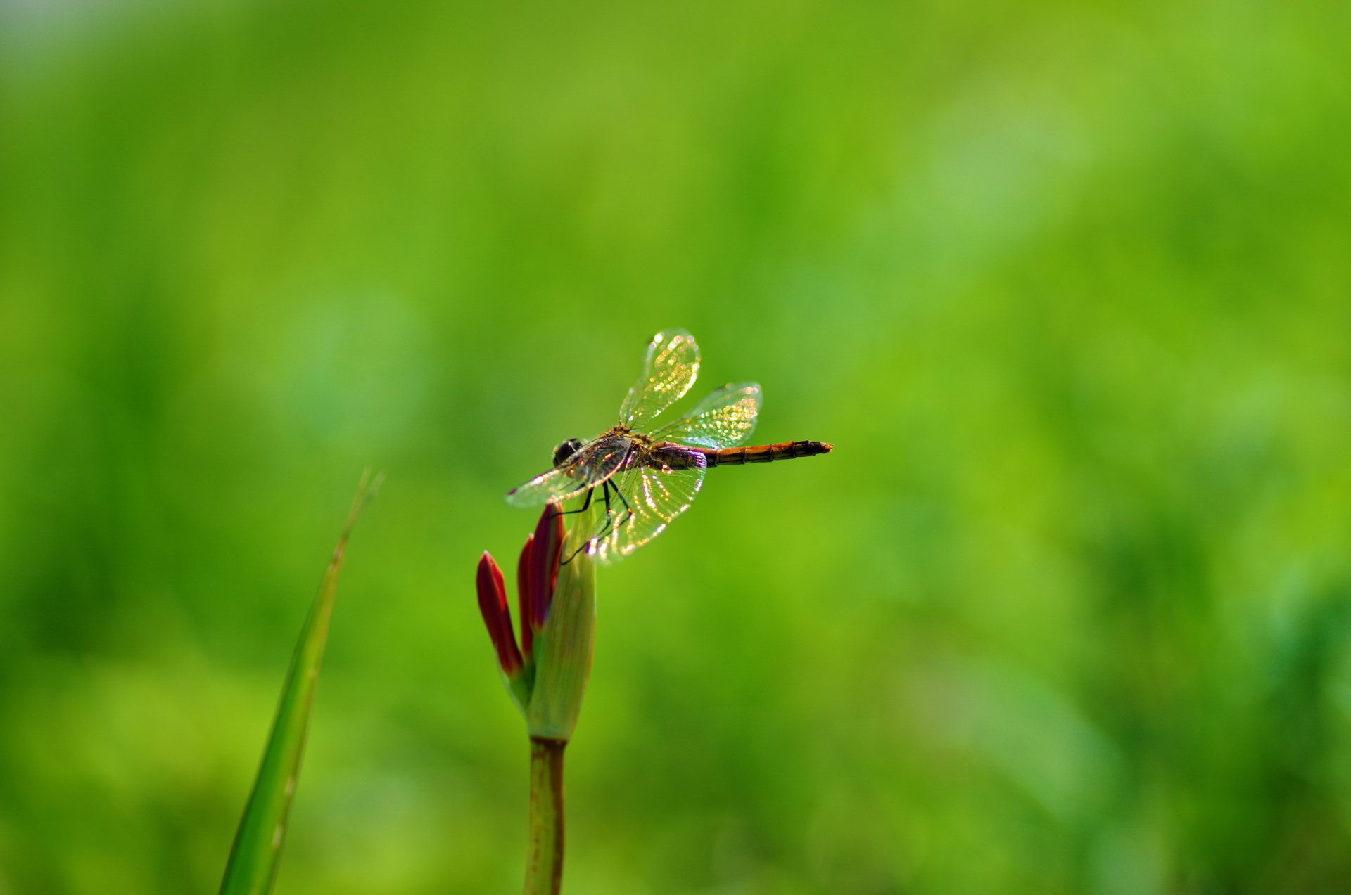 pflanze blume libelle