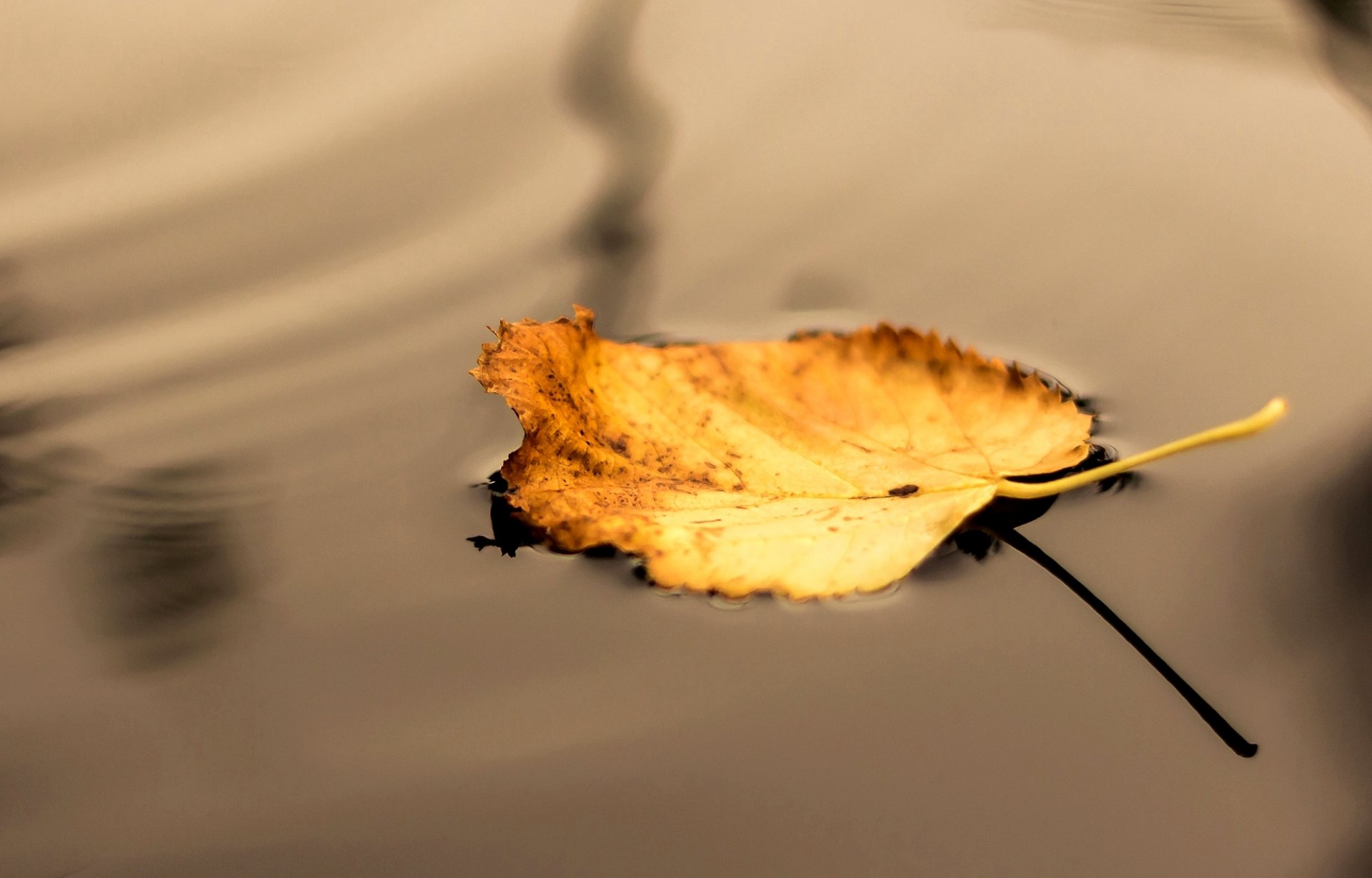 feuille jaune eau ombre nature gros plan automne