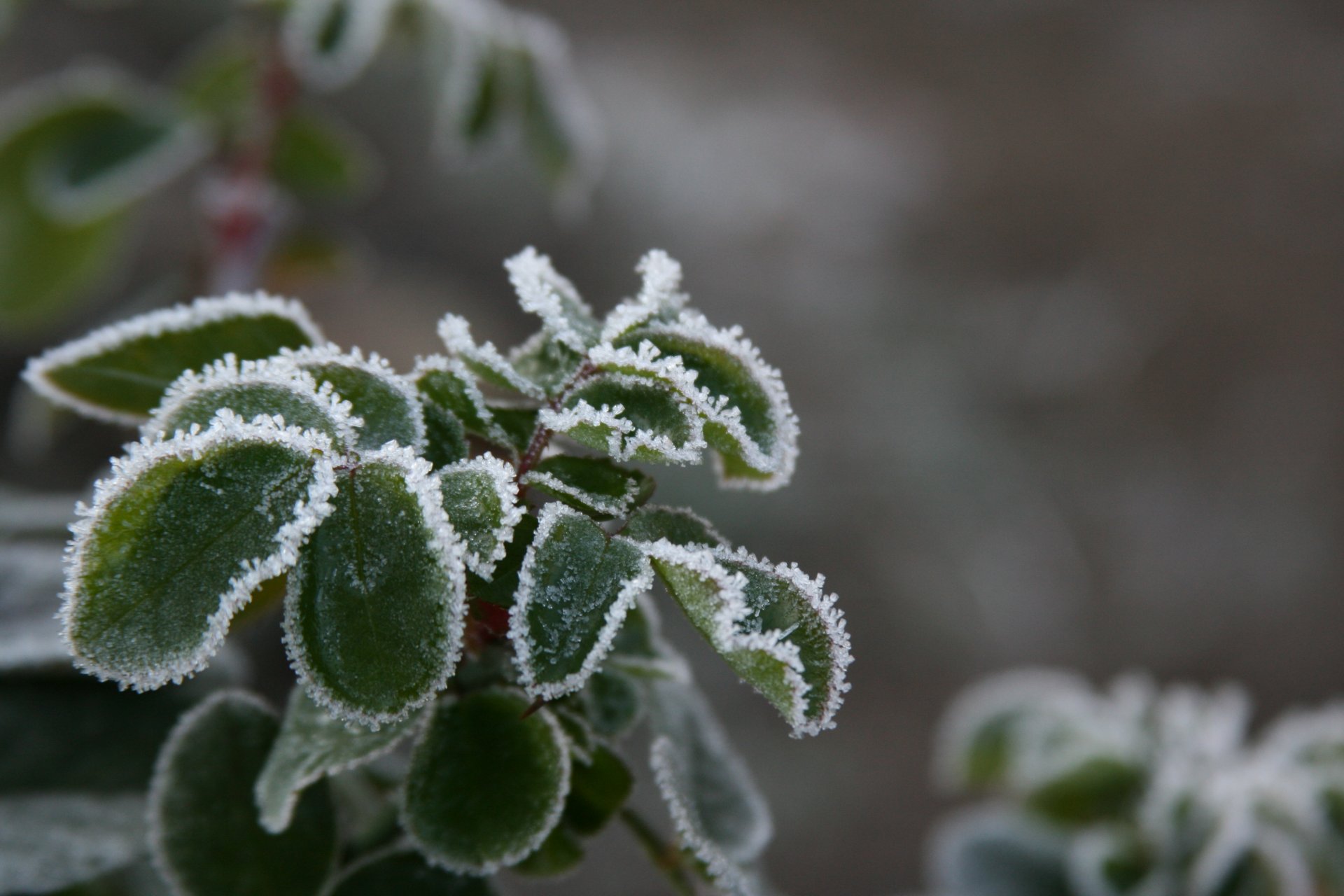 fond papier peint macro nature plante givre neige froid hiver feuilles gel