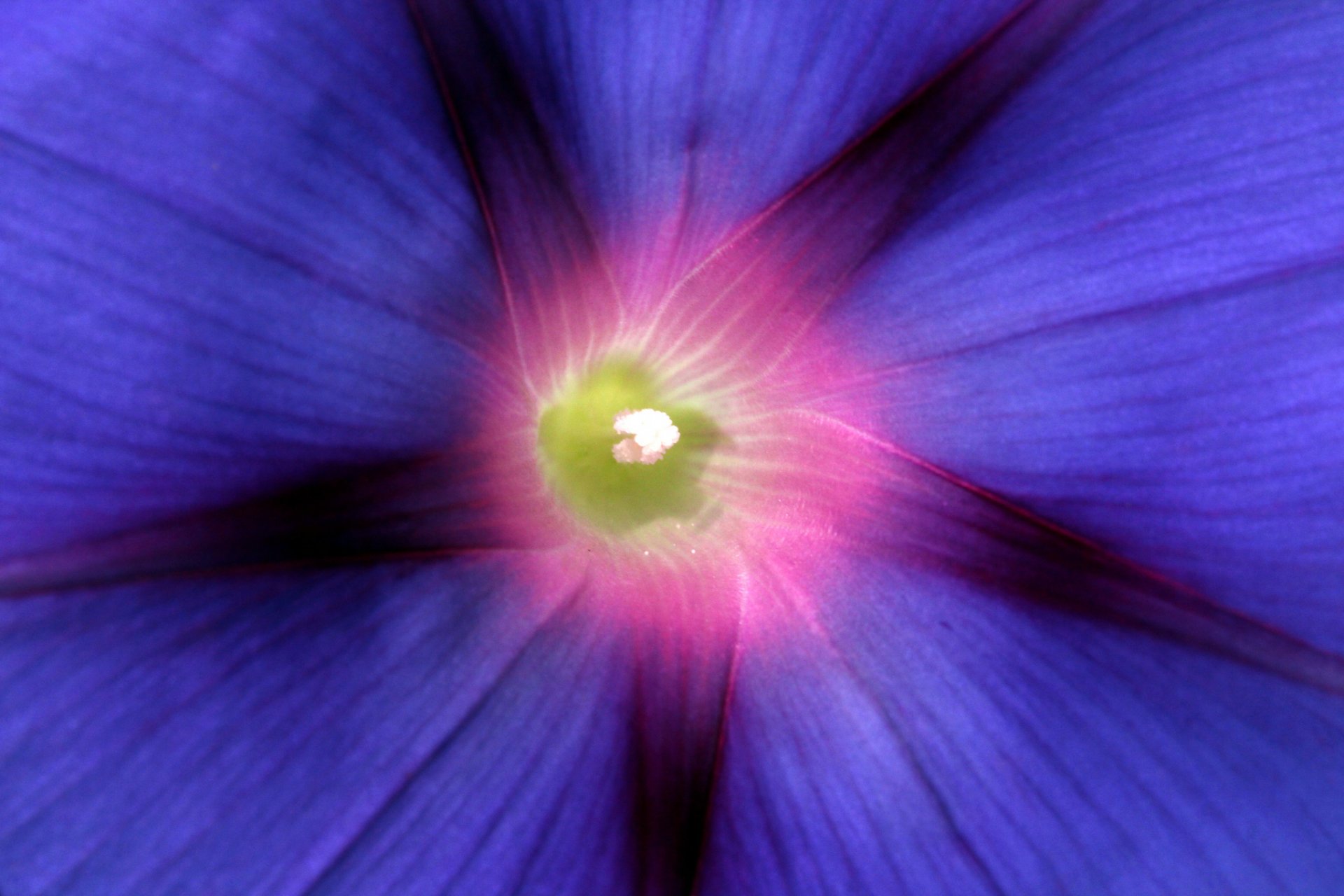 ipomea azul flor pétalos macro enfoque