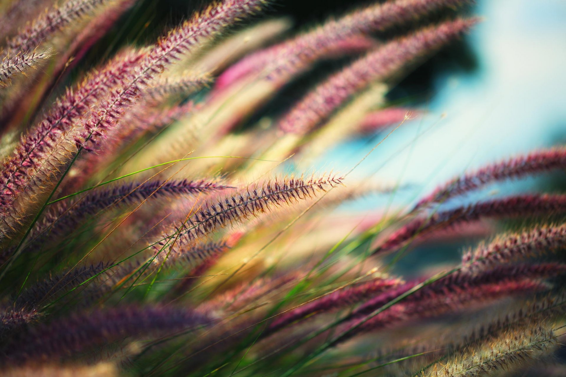 pikes close up grass plant