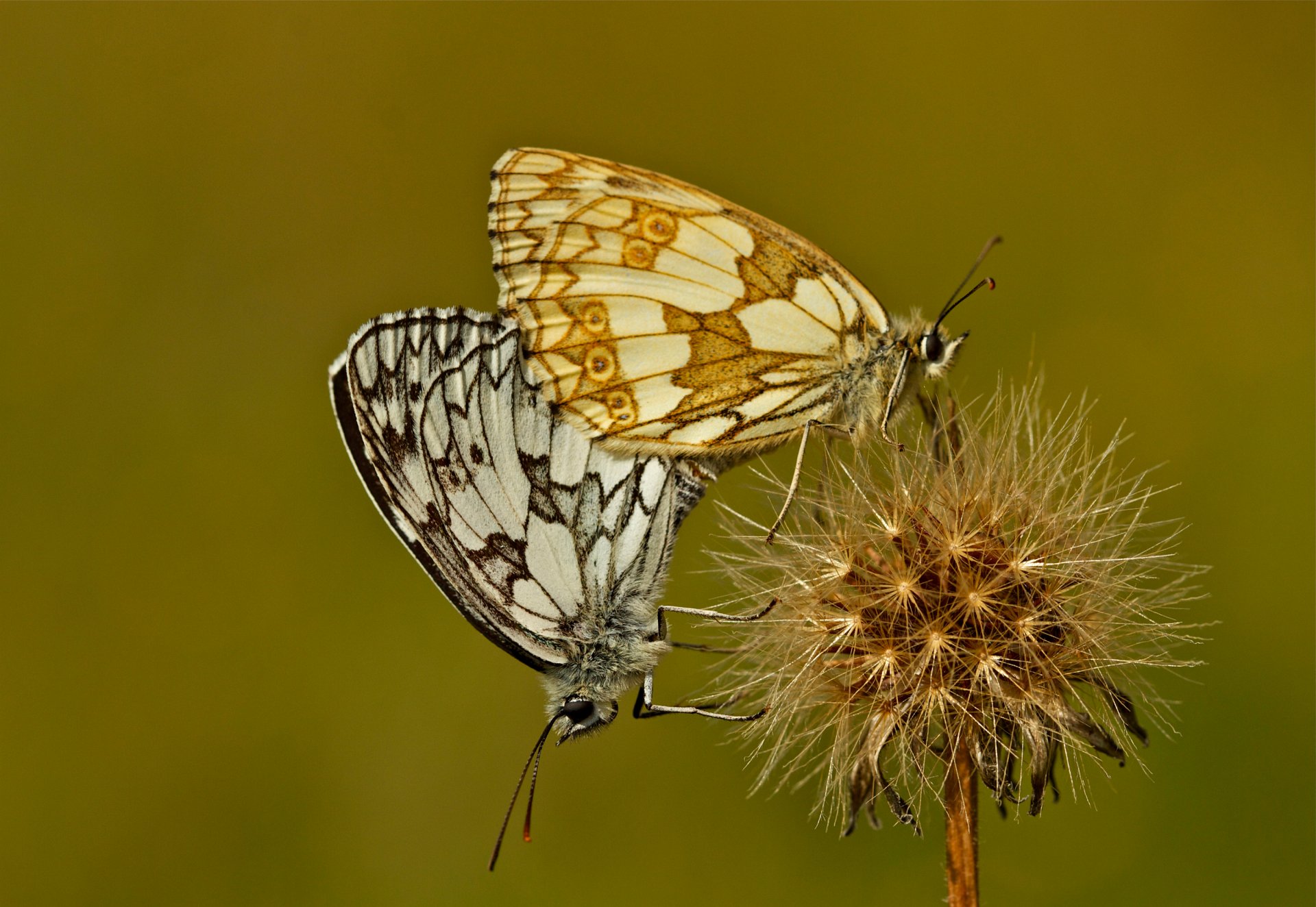 fleur papillons plante papillon de nuit