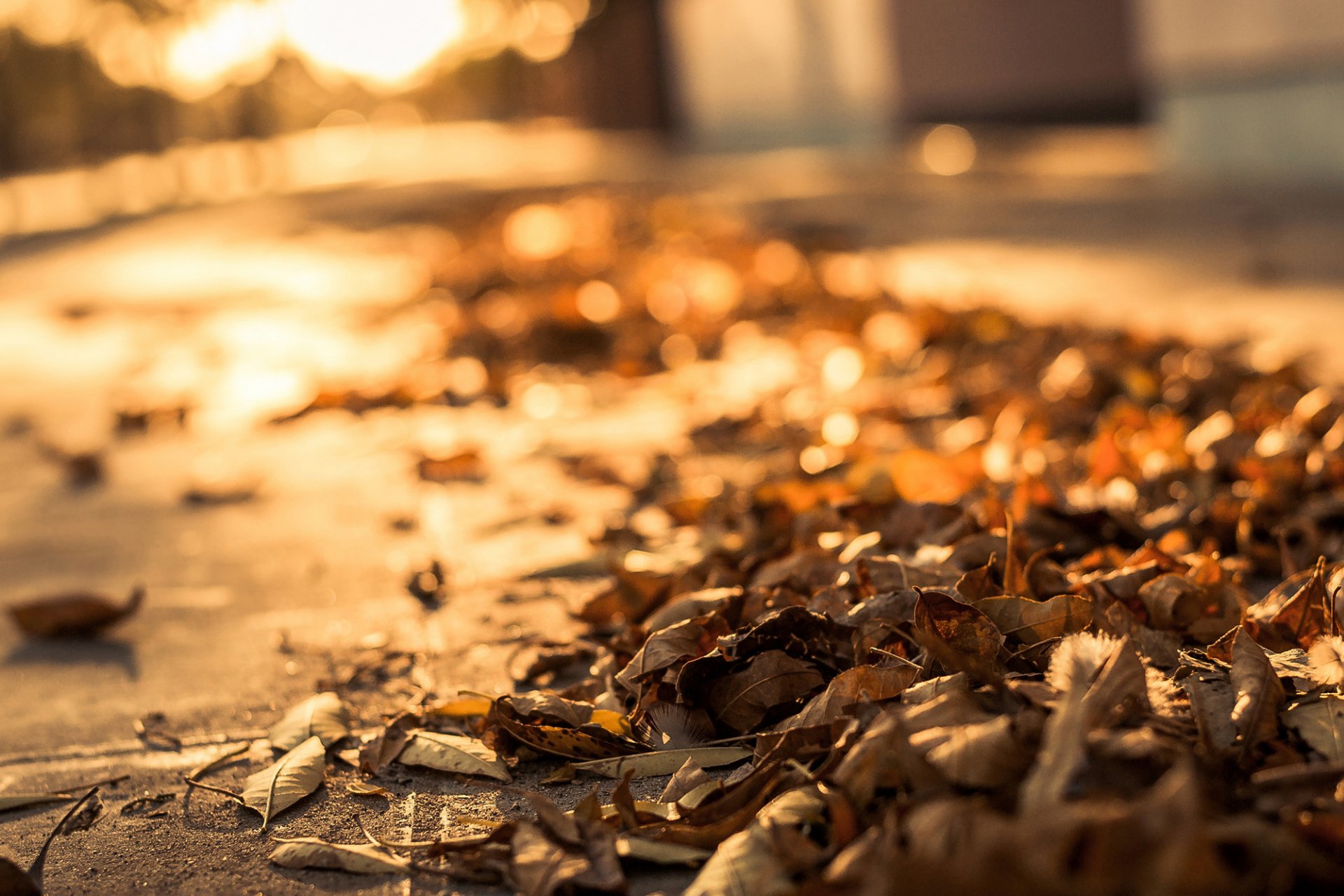 blätter trocken straße pflaster herbst makro bokeh