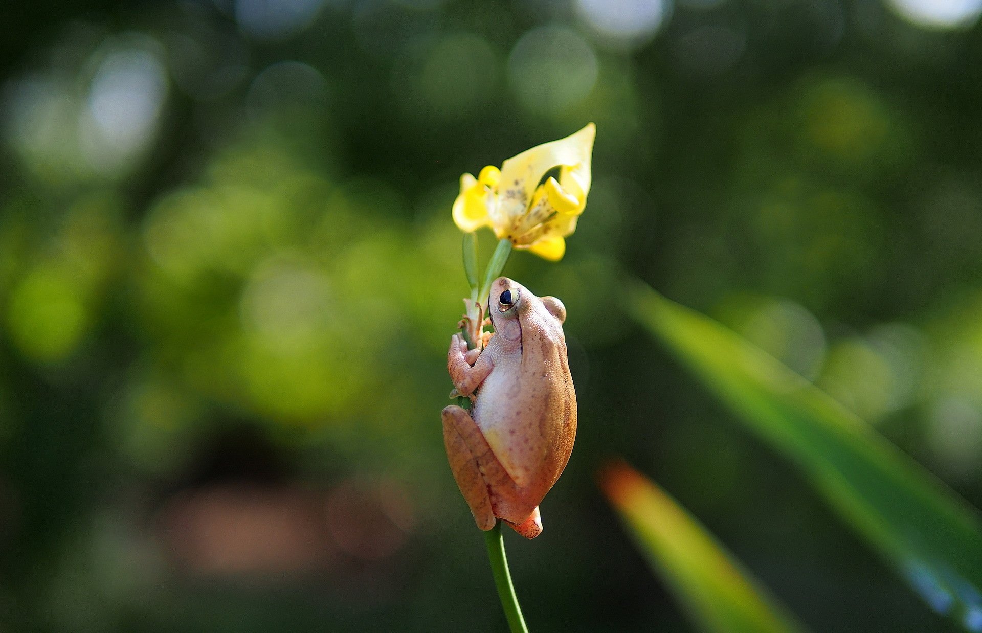 flower yellow iris frog tree whitechest