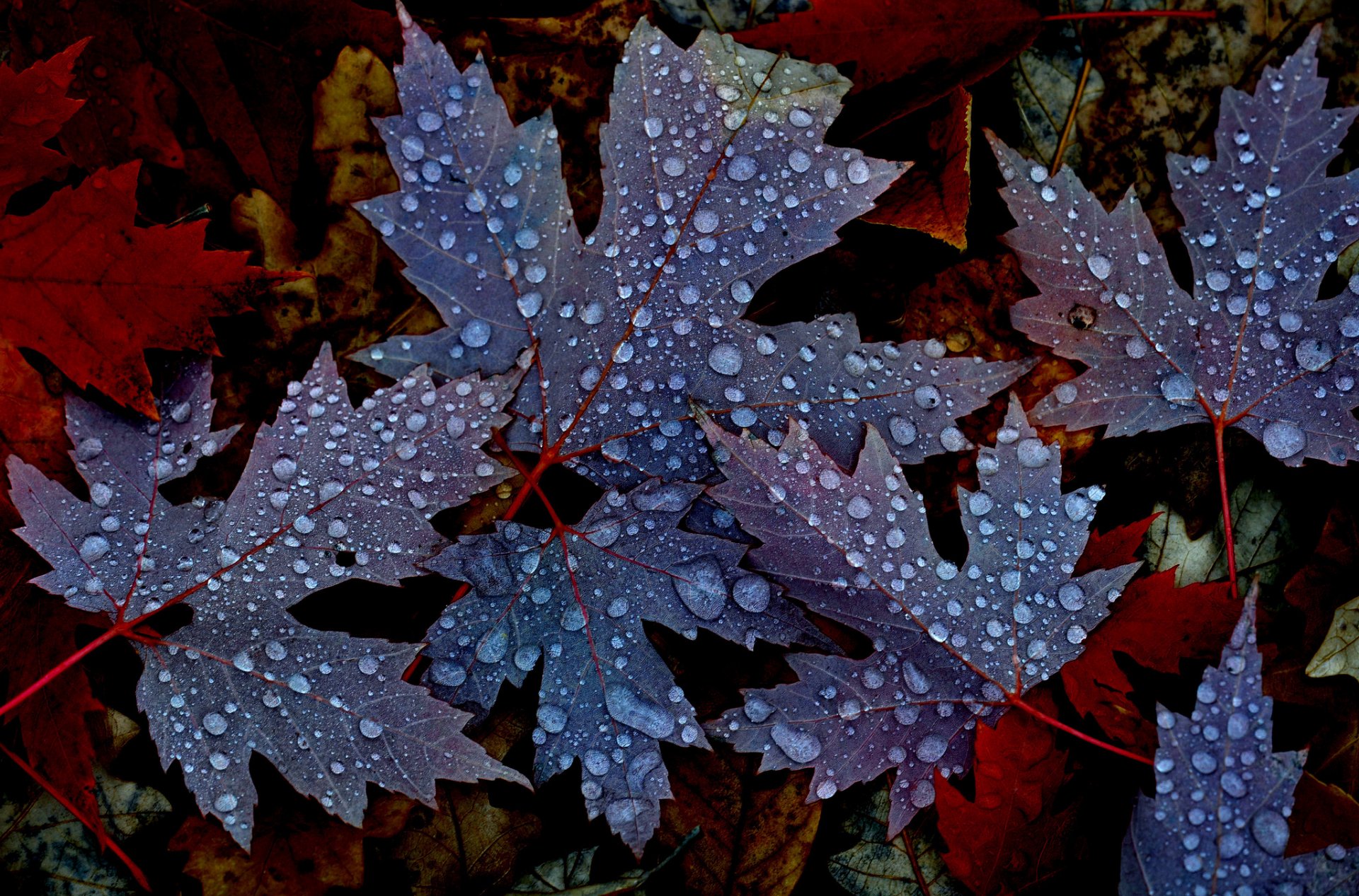 leaves maple autumn nature drops rosa water