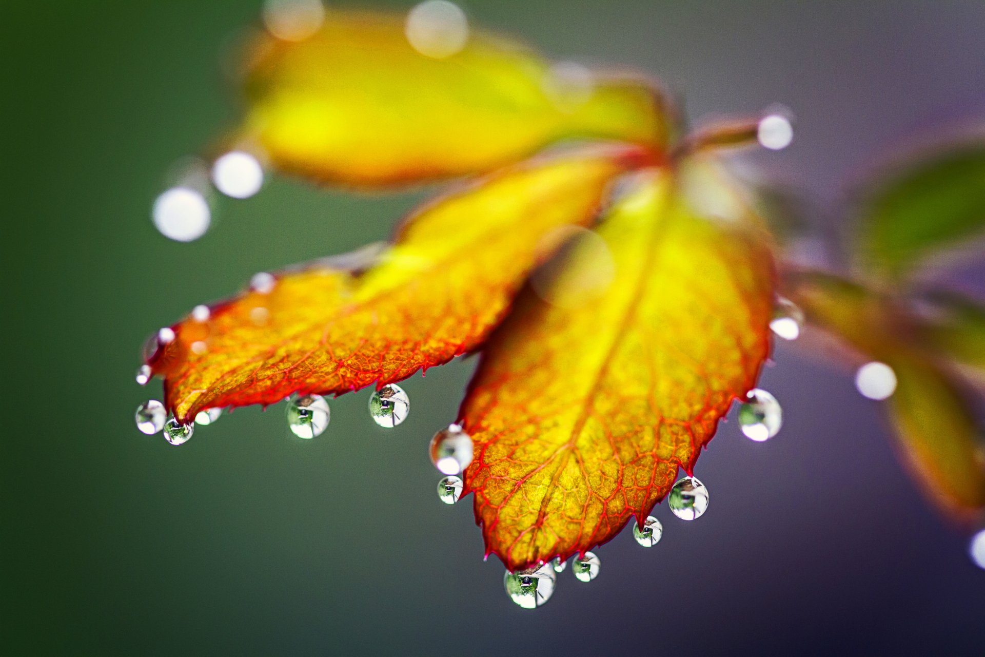 gouttes pluie automne feuilles nature