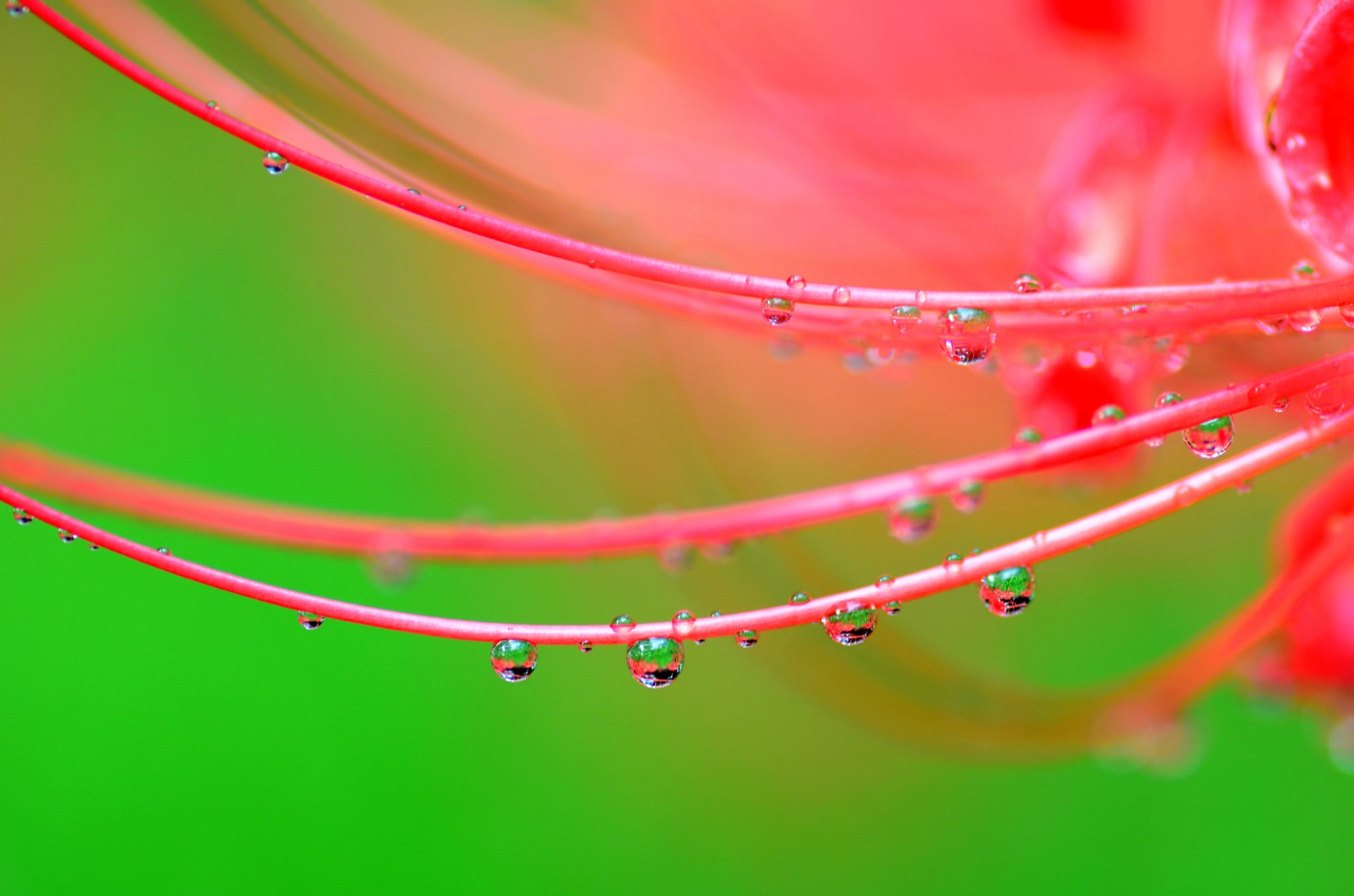 flor pétalos gotas agua rocío