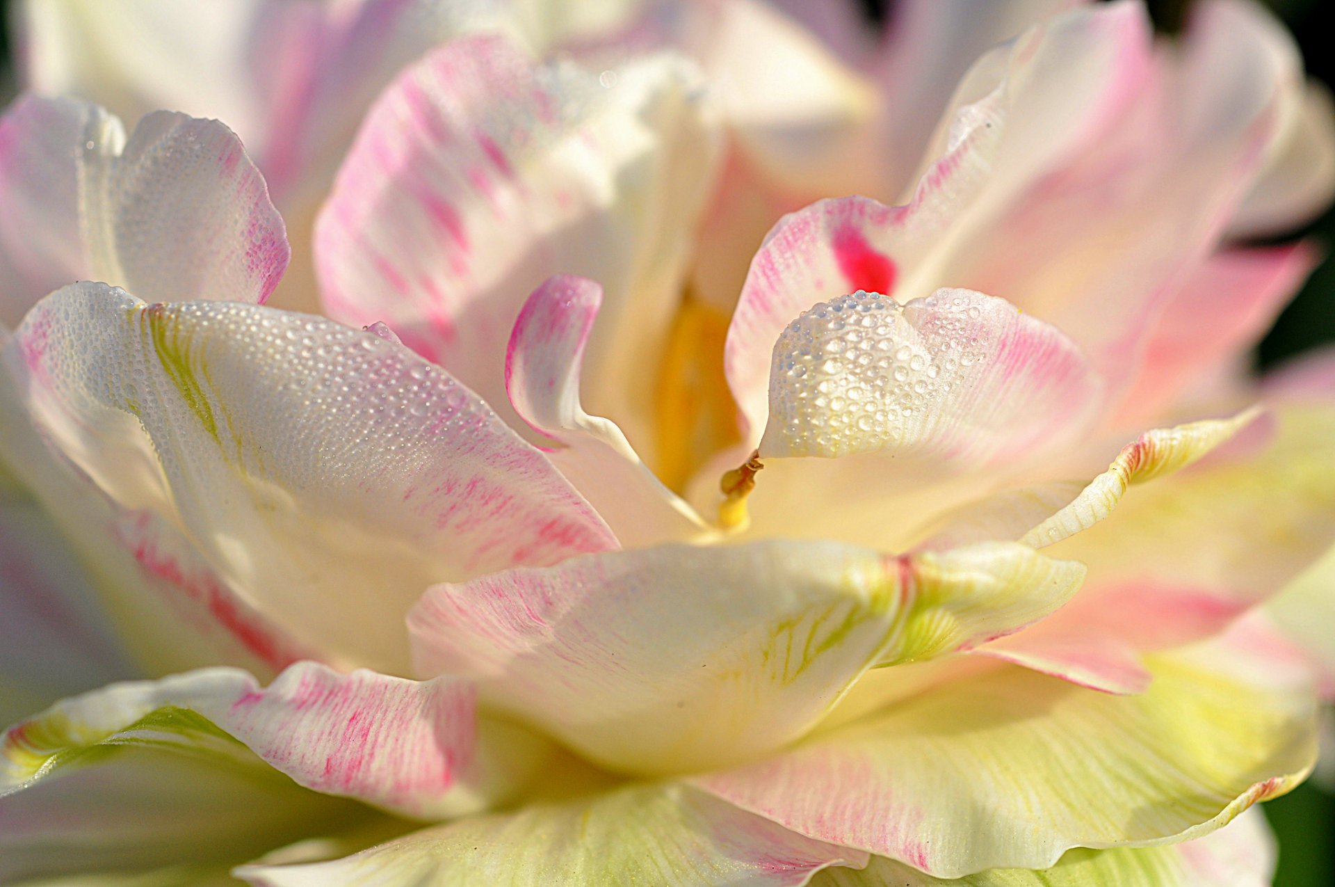 magnolie blütenblätter natur tropfen tau wasser