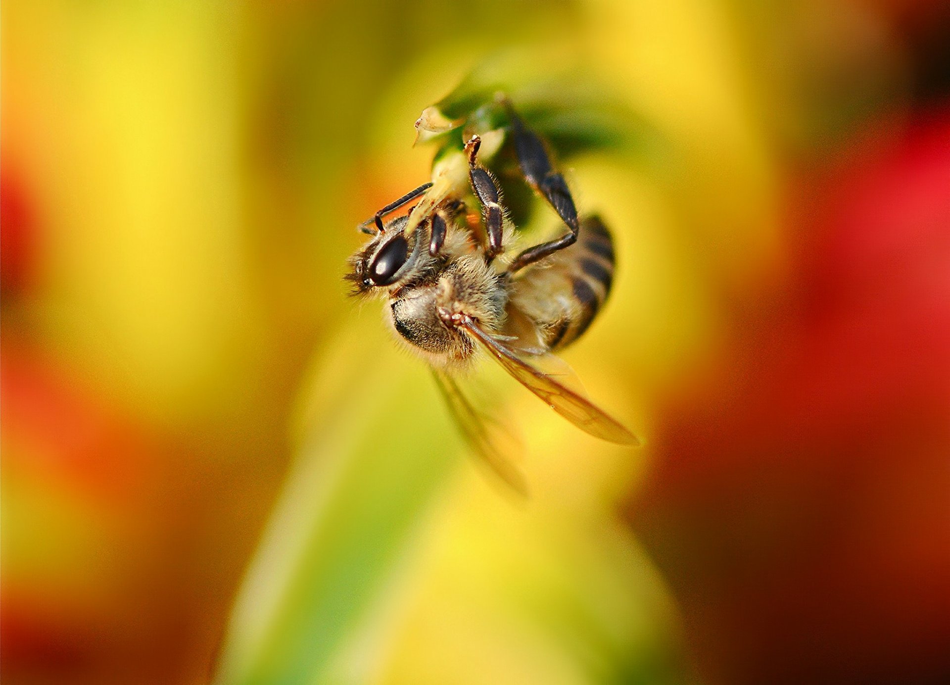 plante fleur insecte abeille fond