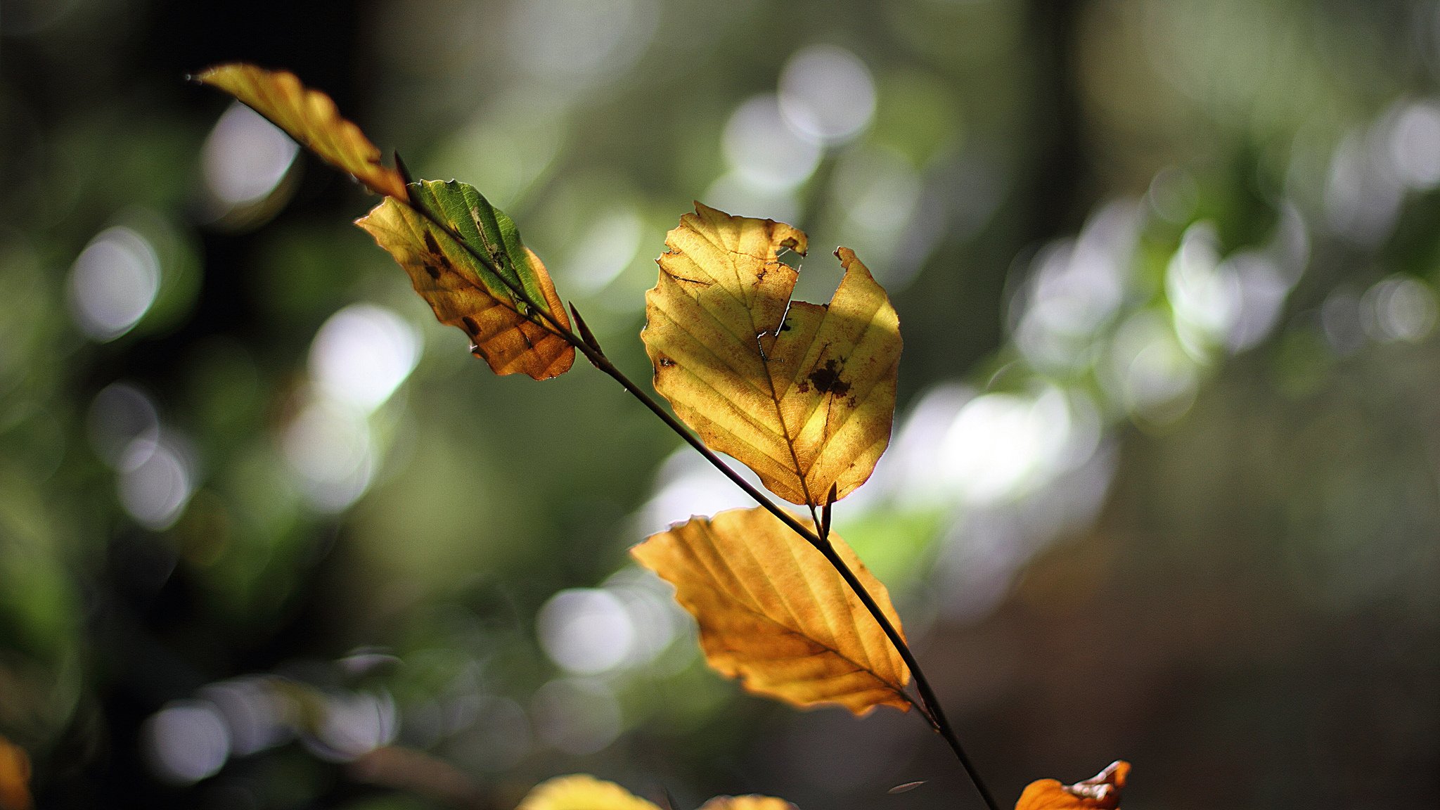 ramo foglie autunno luci