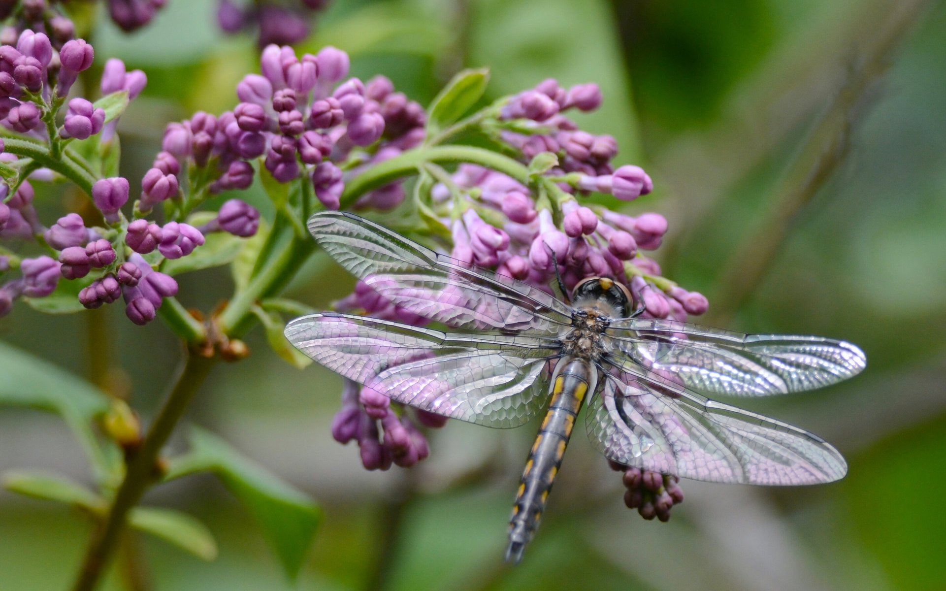 libelle flieder zweig makro