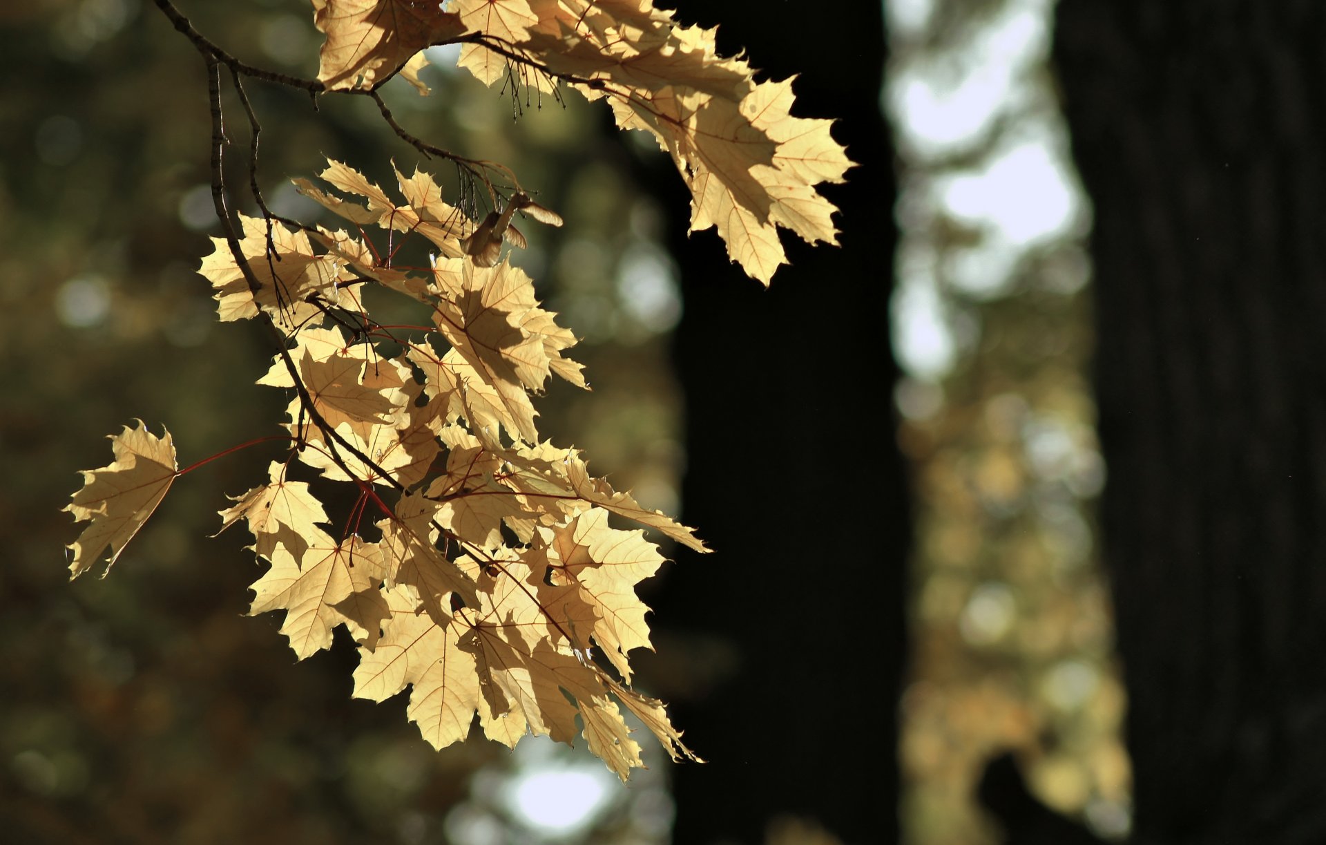 herbst blatt stimmung park