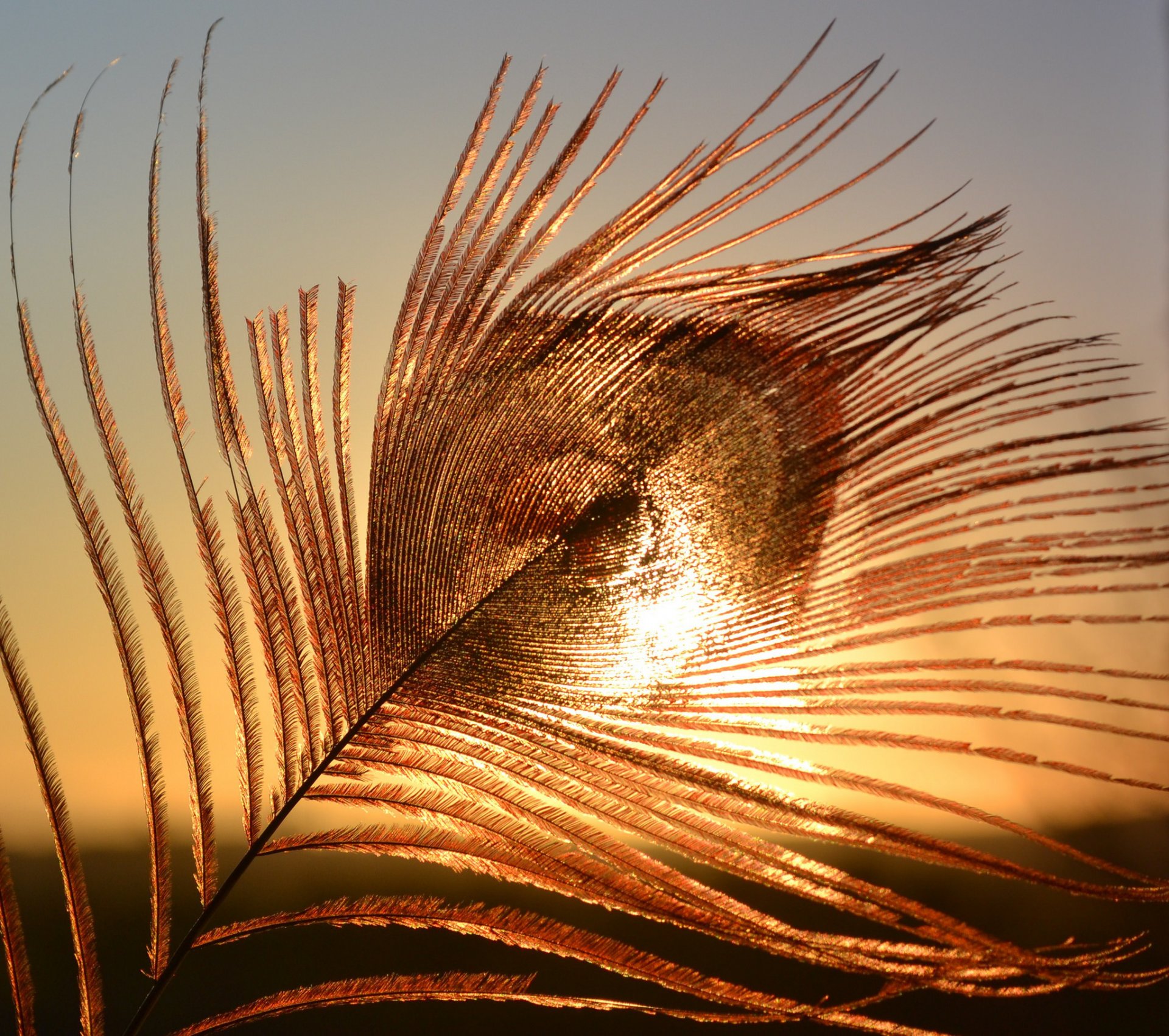 macro piuma di pavone tramonto cielo