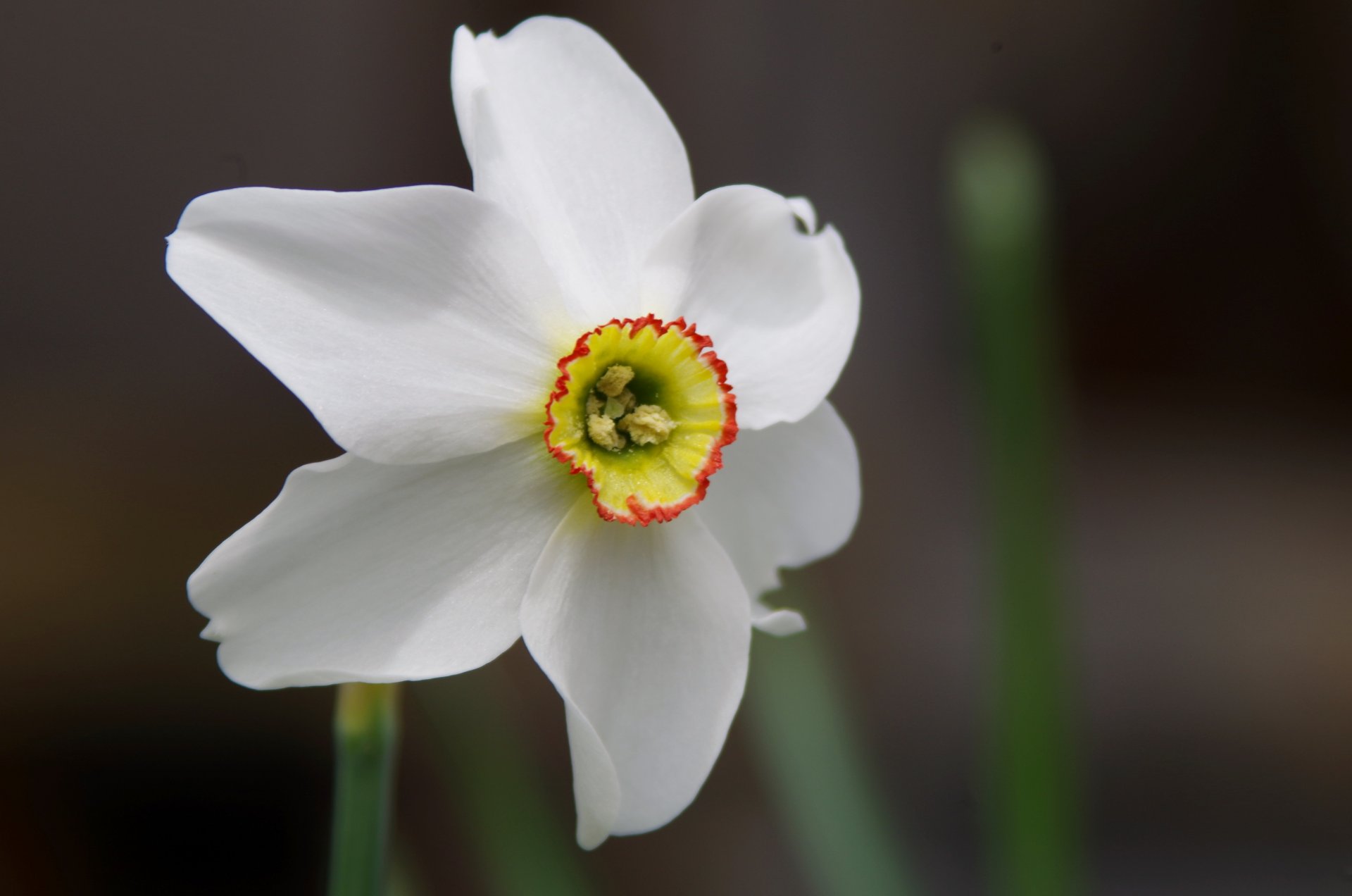 narciso macro flor borde blanco