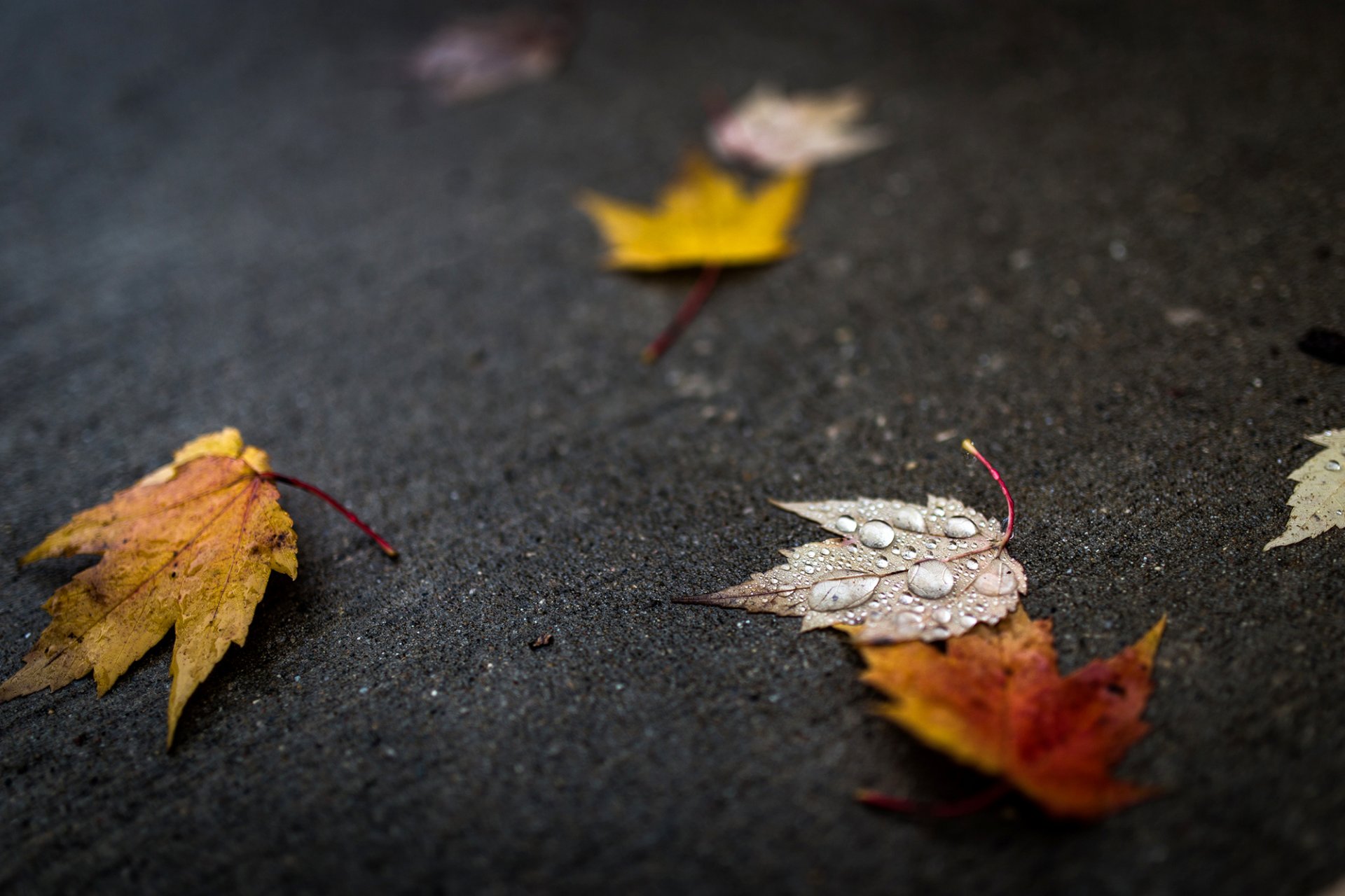 blätter blätter tropfen wasser herbst makro