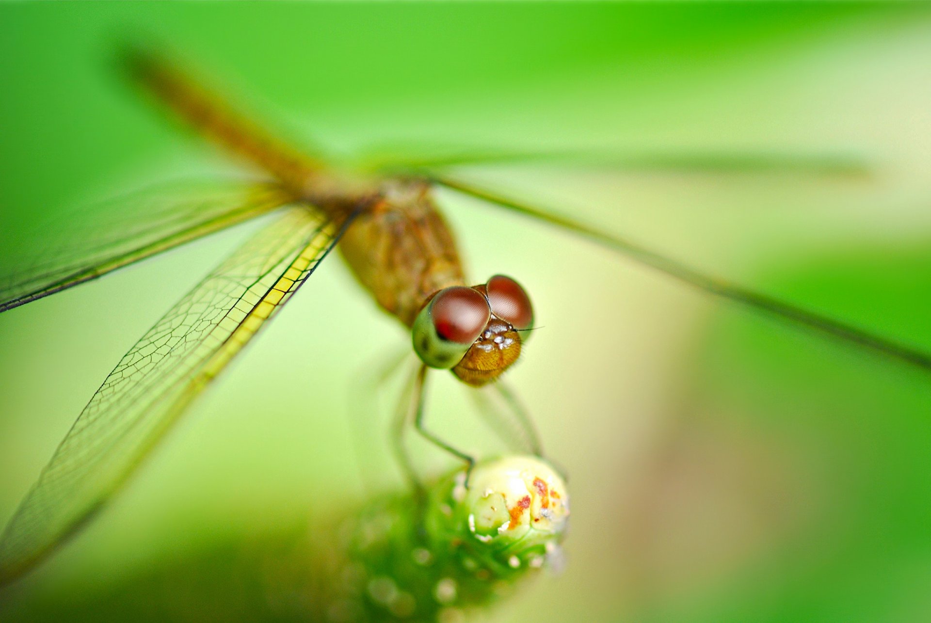 pianta insetto libellula sfocatura