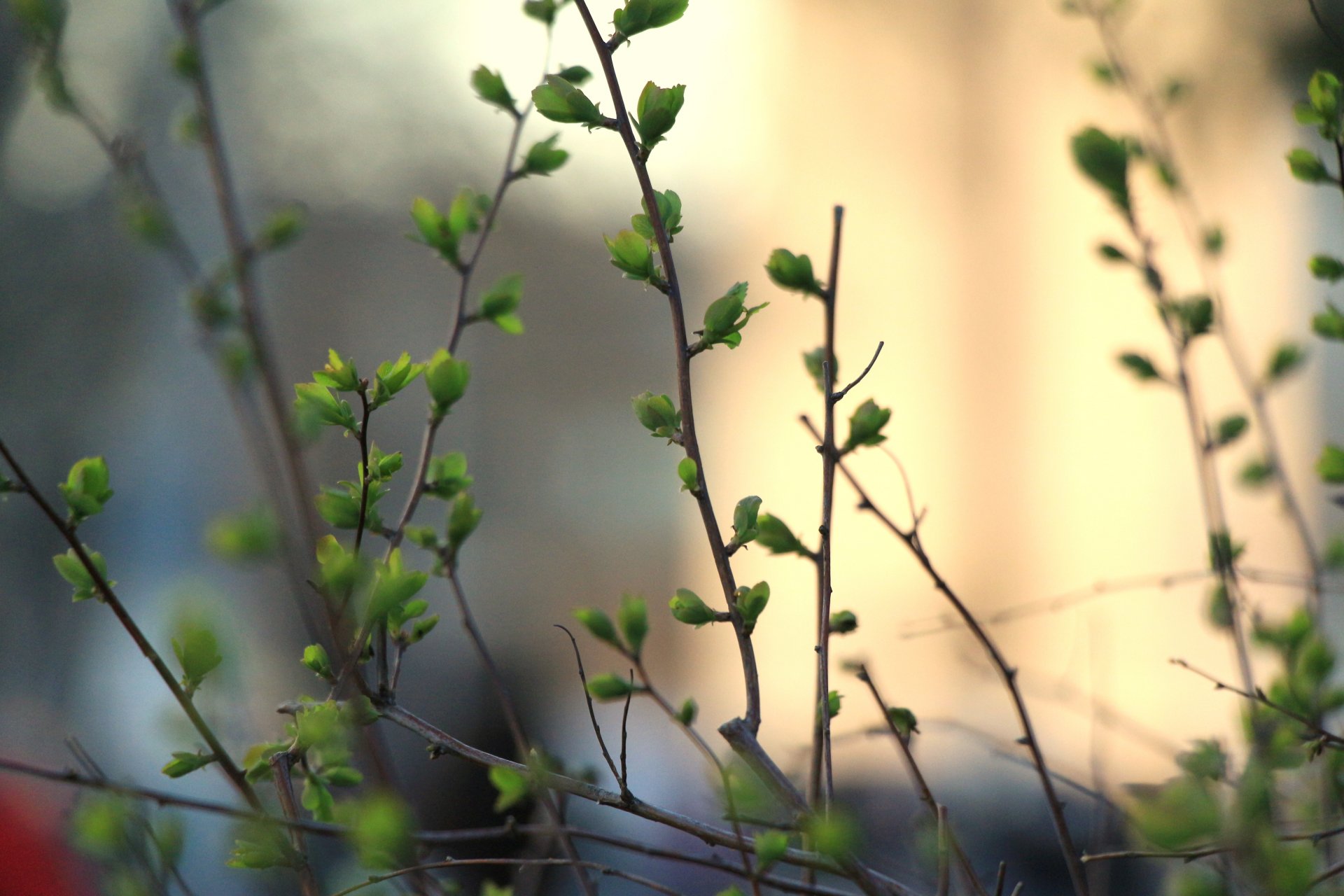 bush branches kidney leaves green spring close up