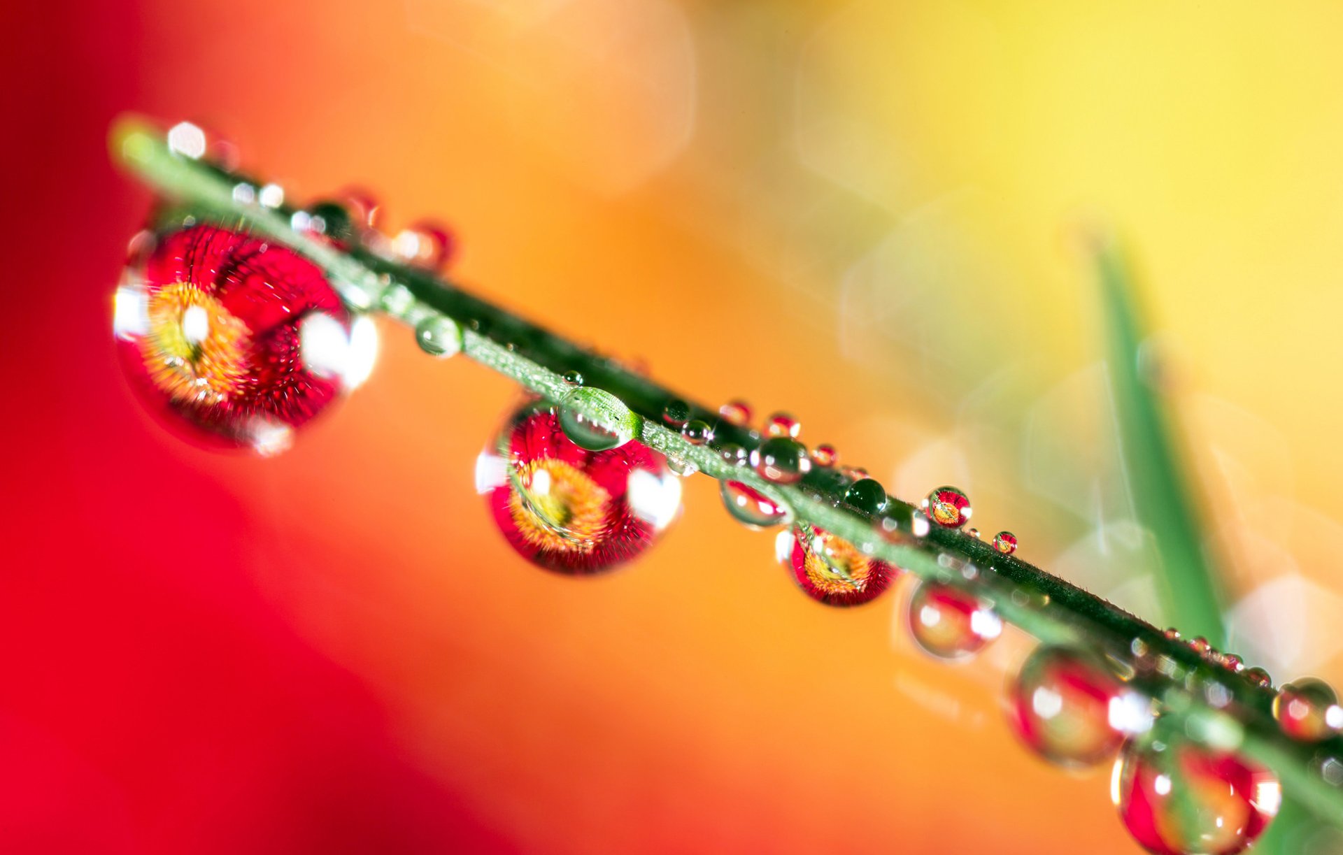 grass drops rosa water sheet reflection