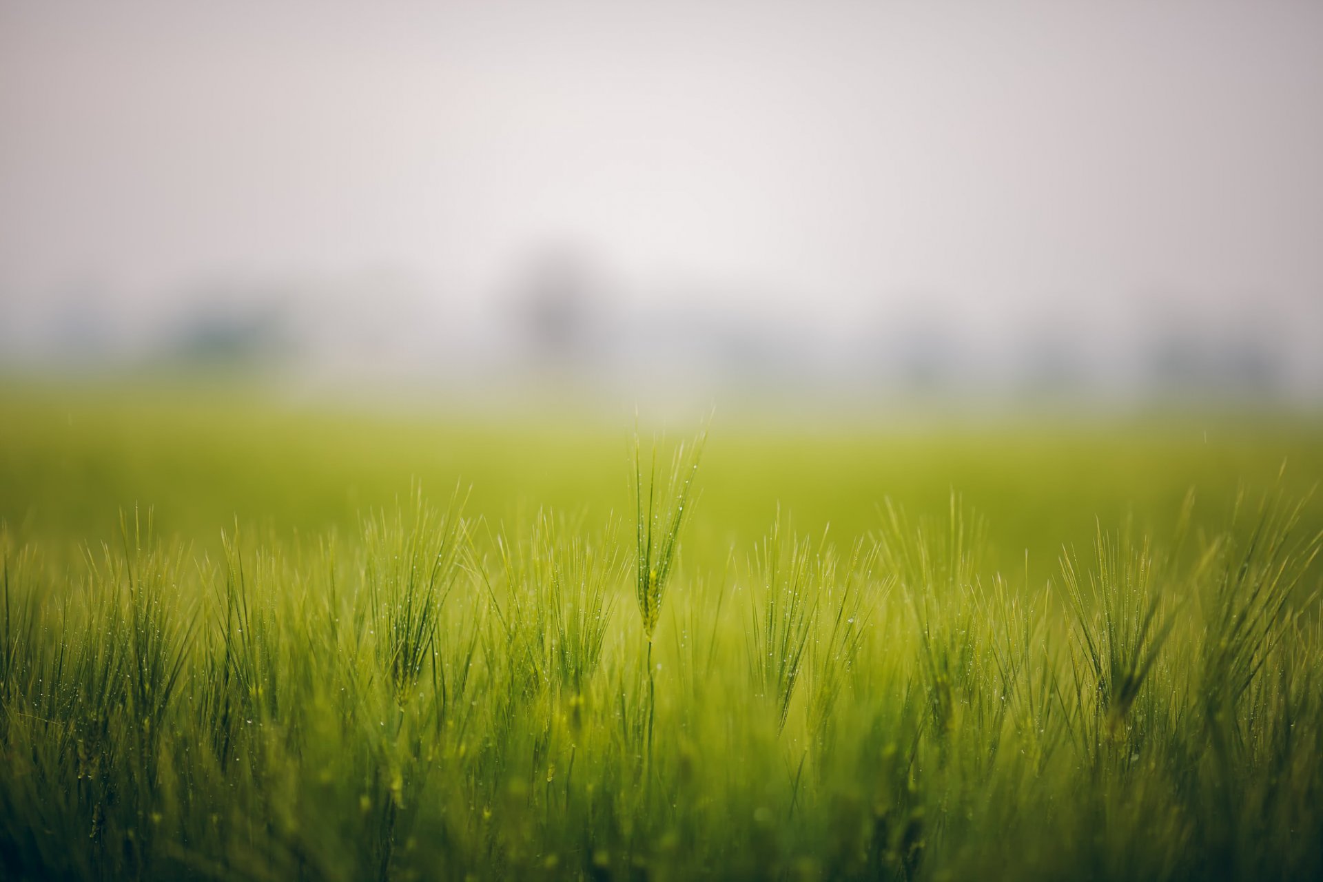 gras feld nebel tau ährchen