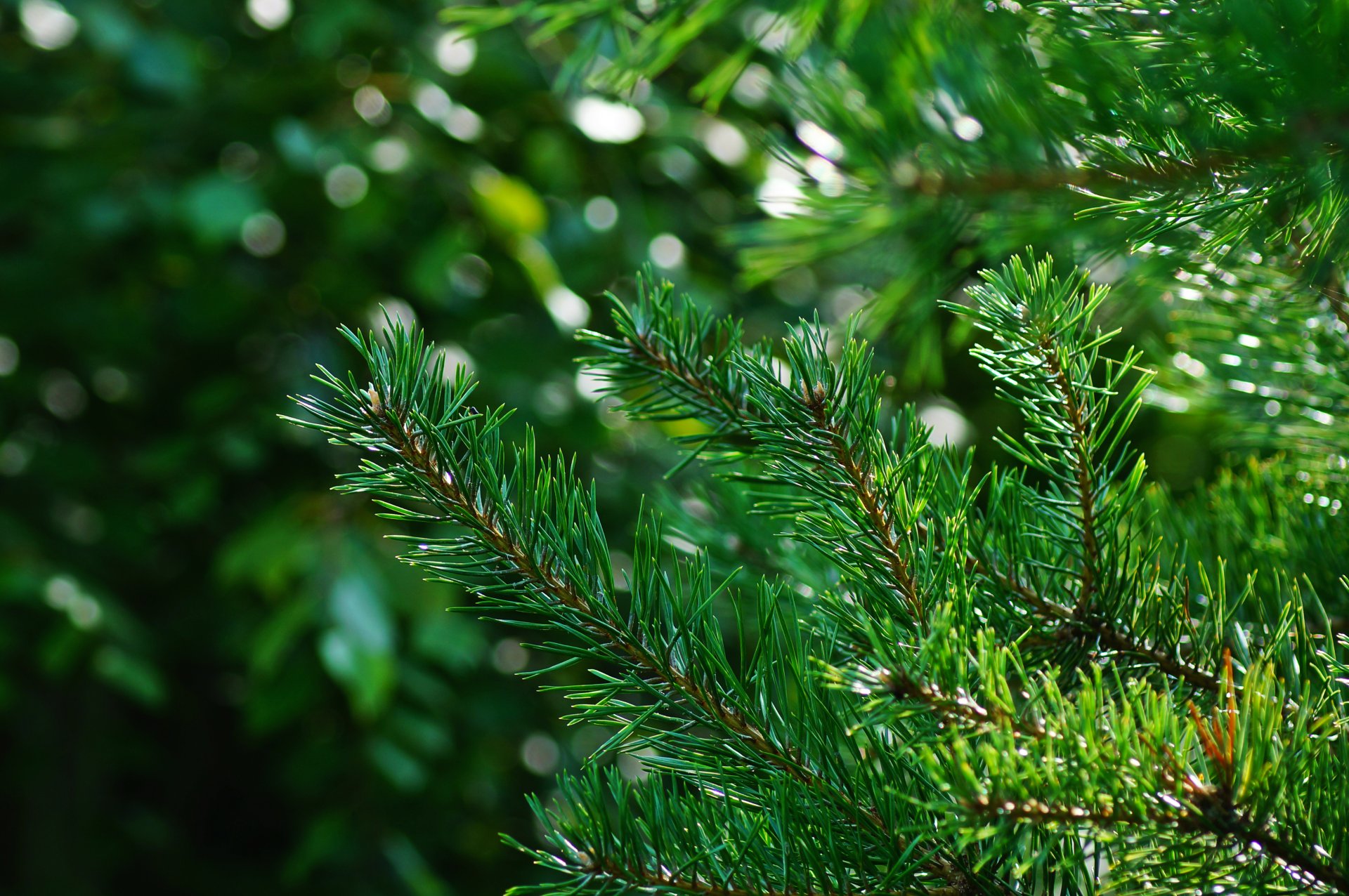 tree needle green bokeh light rays spot