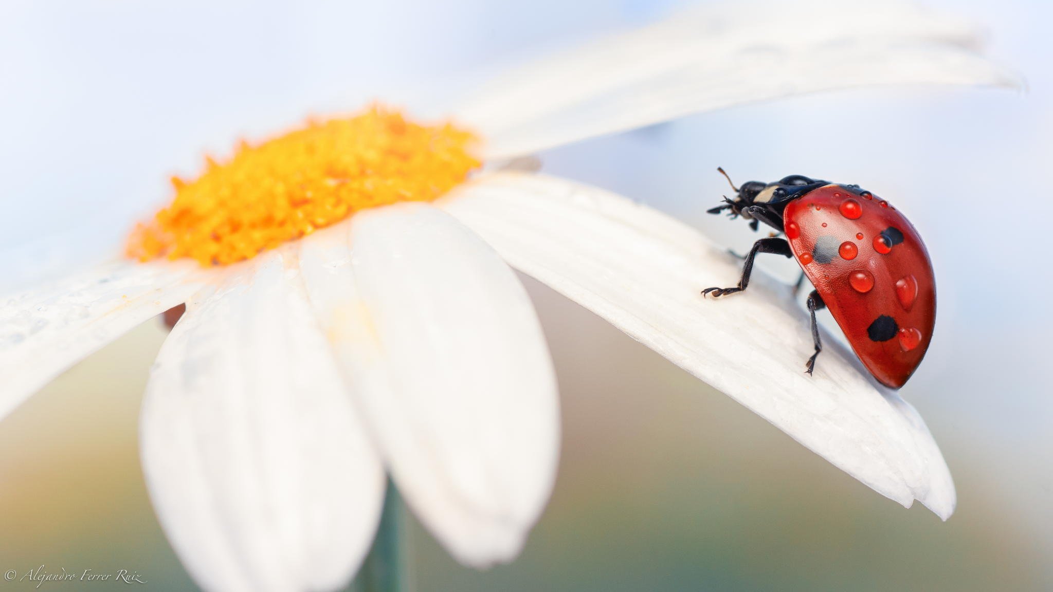 marienkäfer insekt makro blume kamille tau tropfen