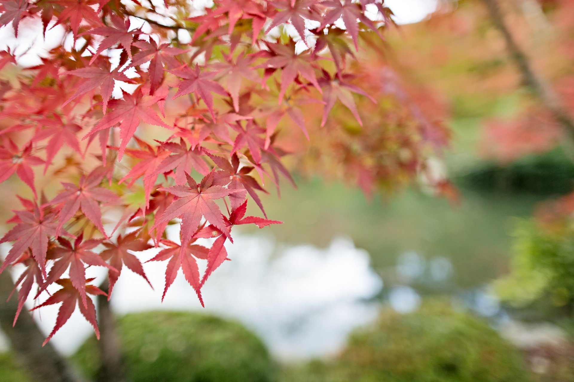 arbre érable brindilles feuilles rouge bokeh macro flou